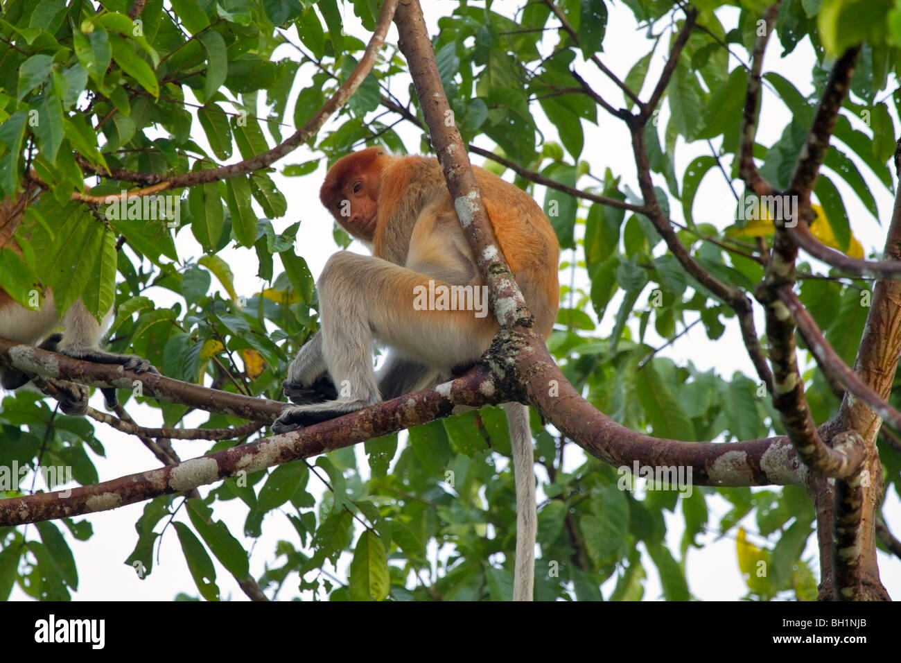 Proboscide di scimmia (Nasalis larvatus) nel Kinabatangan Wildlife Sanctuary Foto Stock