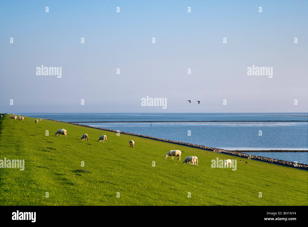 Pecora su una diga, Pellworm Island, a nord delle Isole Frisone, Schleswig-Holstein, Germania Foto Stock