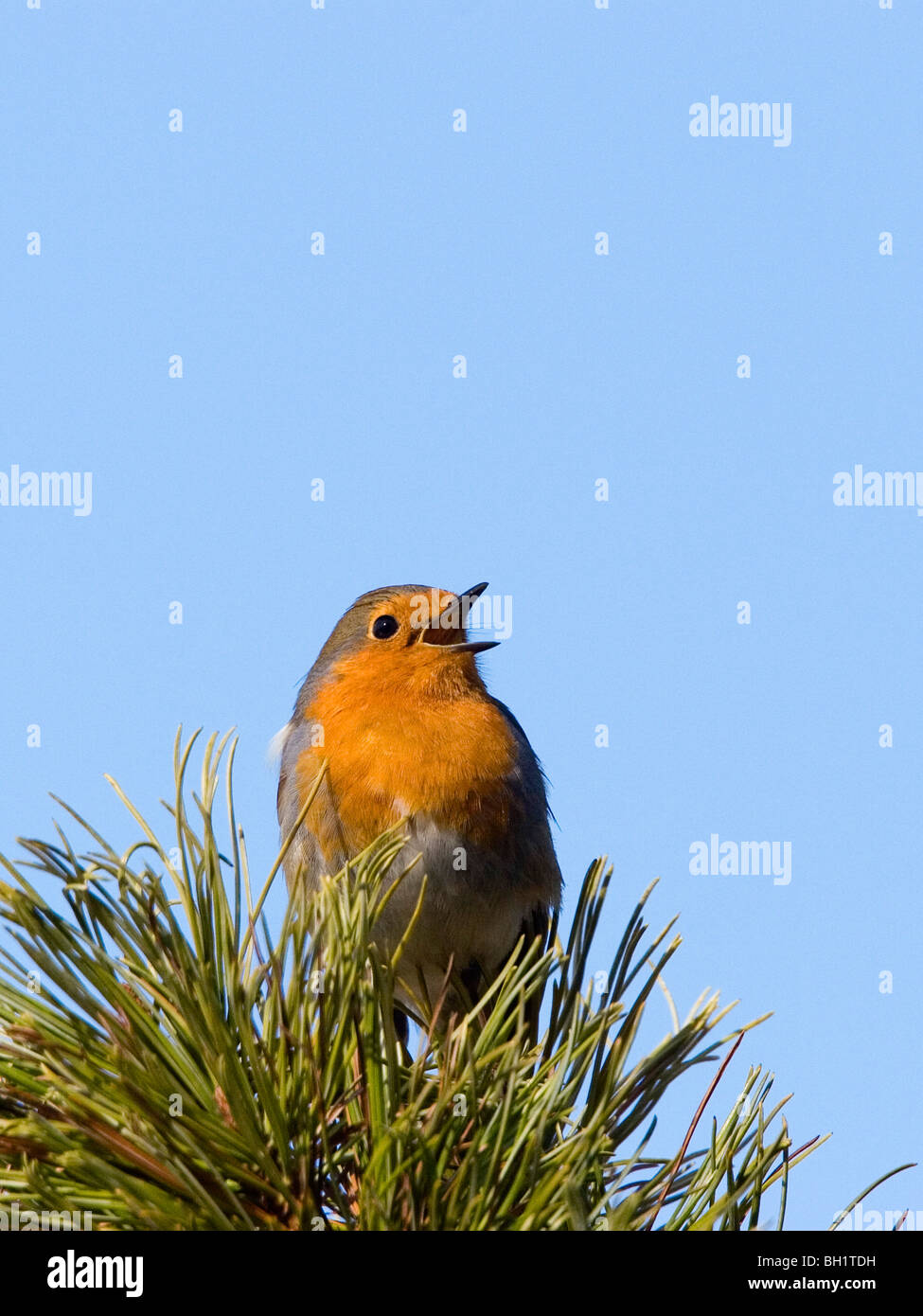 Robin cantando, Erithacus rubecula, Germania Foto Stock