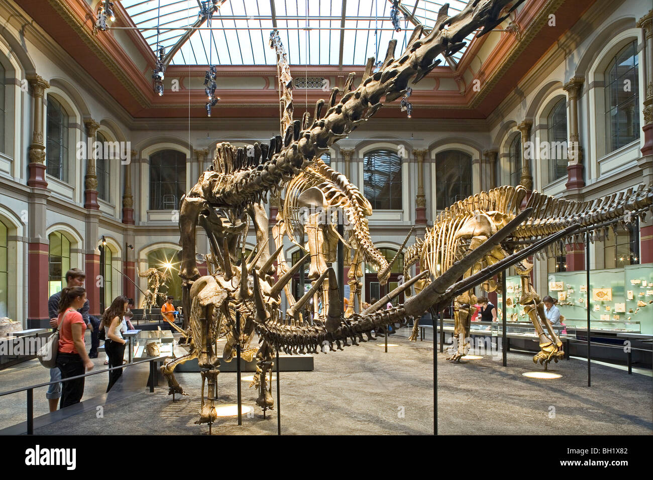 Museum fuer Naturkunde, Berlino Museo di Storia Naturale Foto stock - Alamy