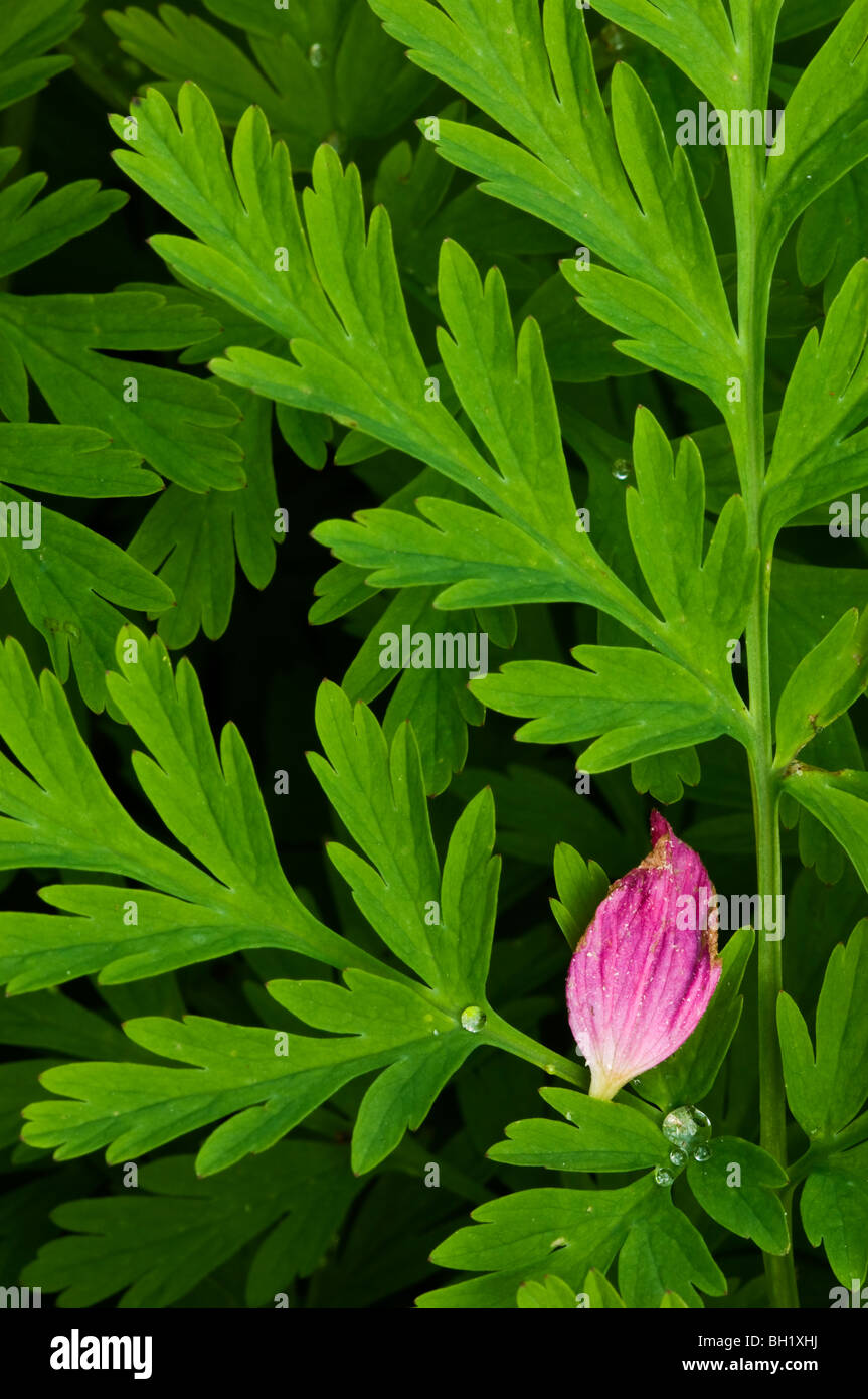 Salmonberry (Rubus spectabilis) petali caduti sul western spurgo cuore foglie, Greater Victoria, BC, Canada Foto Stock