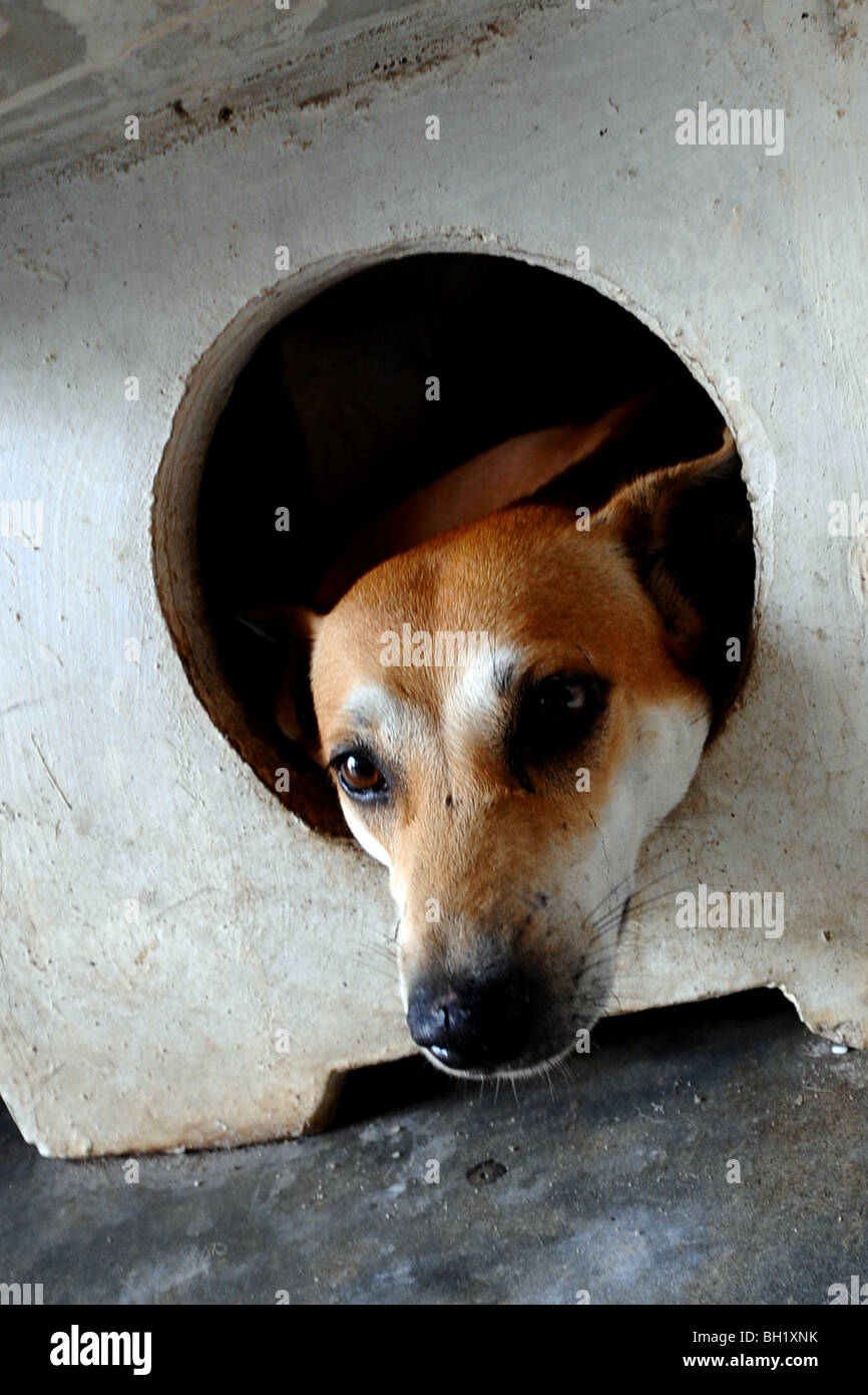 Thai ridgeback dog rilassante sotto il tavolo,Bangkok, Tailandia. Foto Stock