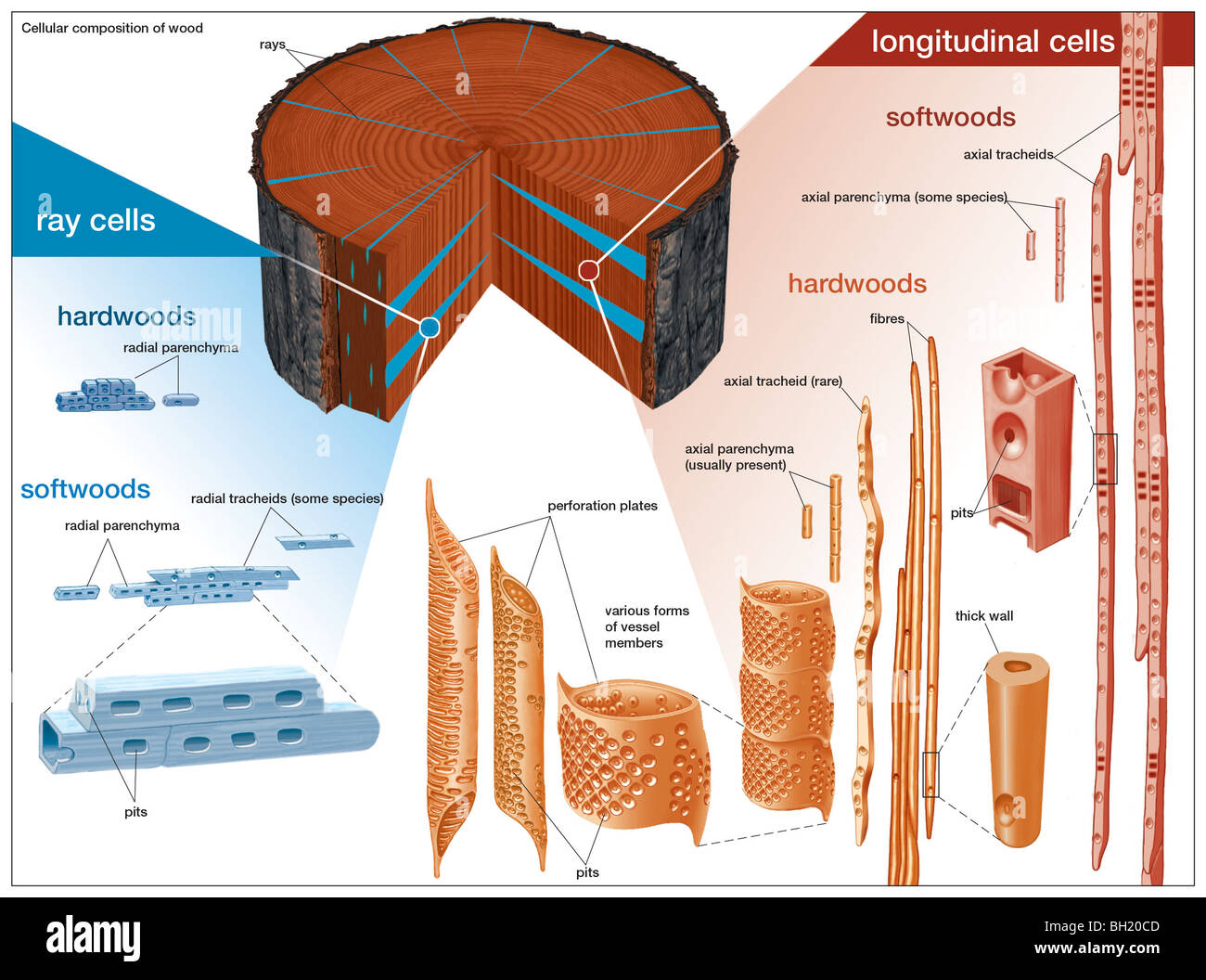 Composizione cellulare di legno Foto Stock
