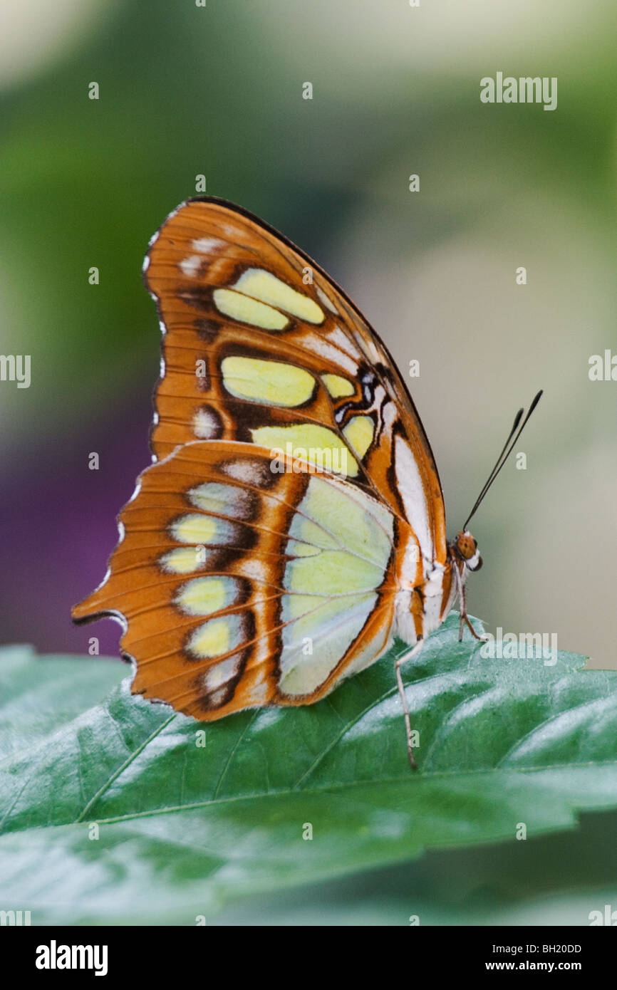 Malachite Butterfly (Siproeta stelenes) che si trova in America centrale e sud America settentrionale. Foto Stock