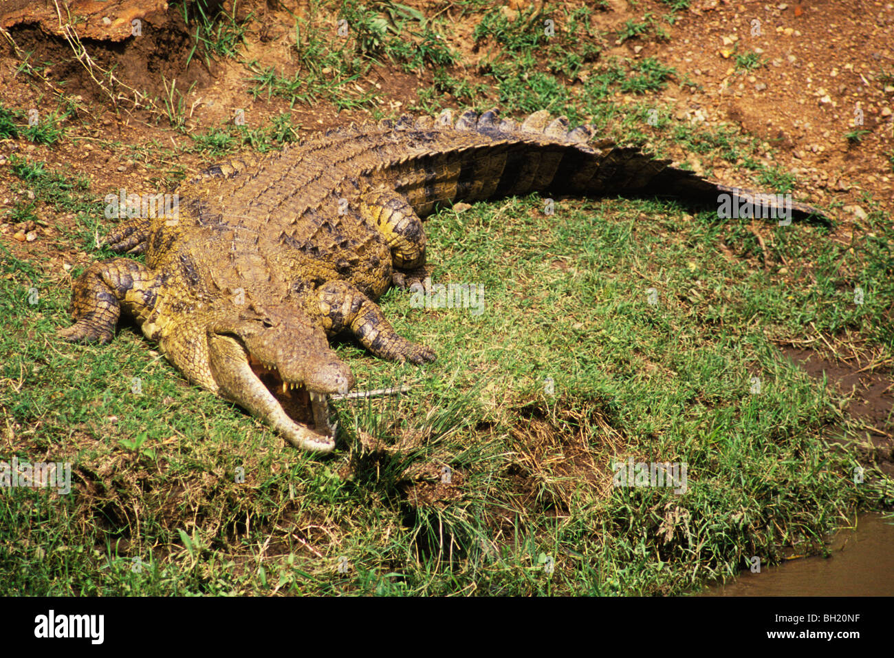 Coccodrillo del Nilo (Crocodylus niloticus) crogiolarsi sulla banca del fiume di Masia Mara riserva nazionale, Kenya Africa Foto Stock