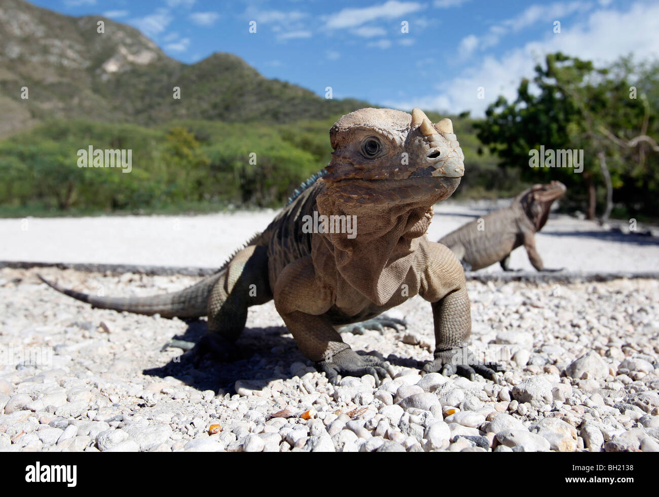 Rhinoceros Iguana, lago Enriquillo, a sud-ovest della Repubblica Dominicana Foto Stock