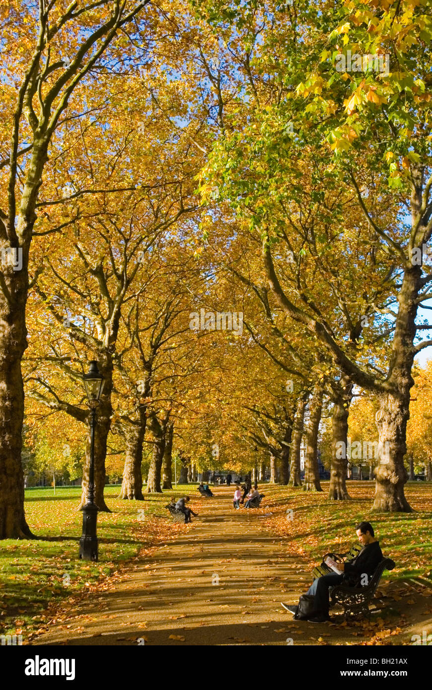 L'uomo della lettura in autunno Green Park Central Londra Inghilterra REGNO UNITO Foto Stock