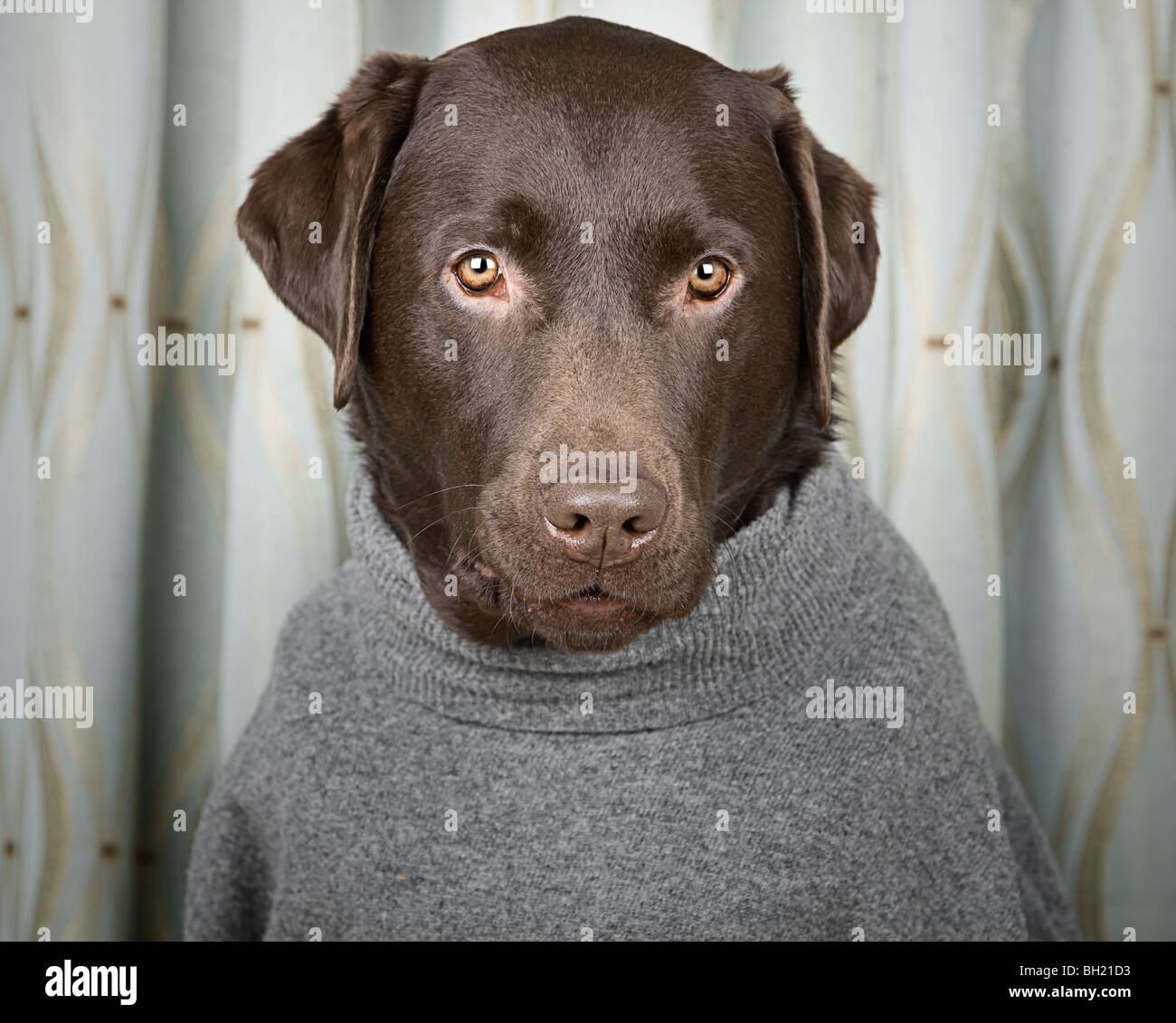 Il Labrador in grigio rotolo ponticello del collo Foto Stock