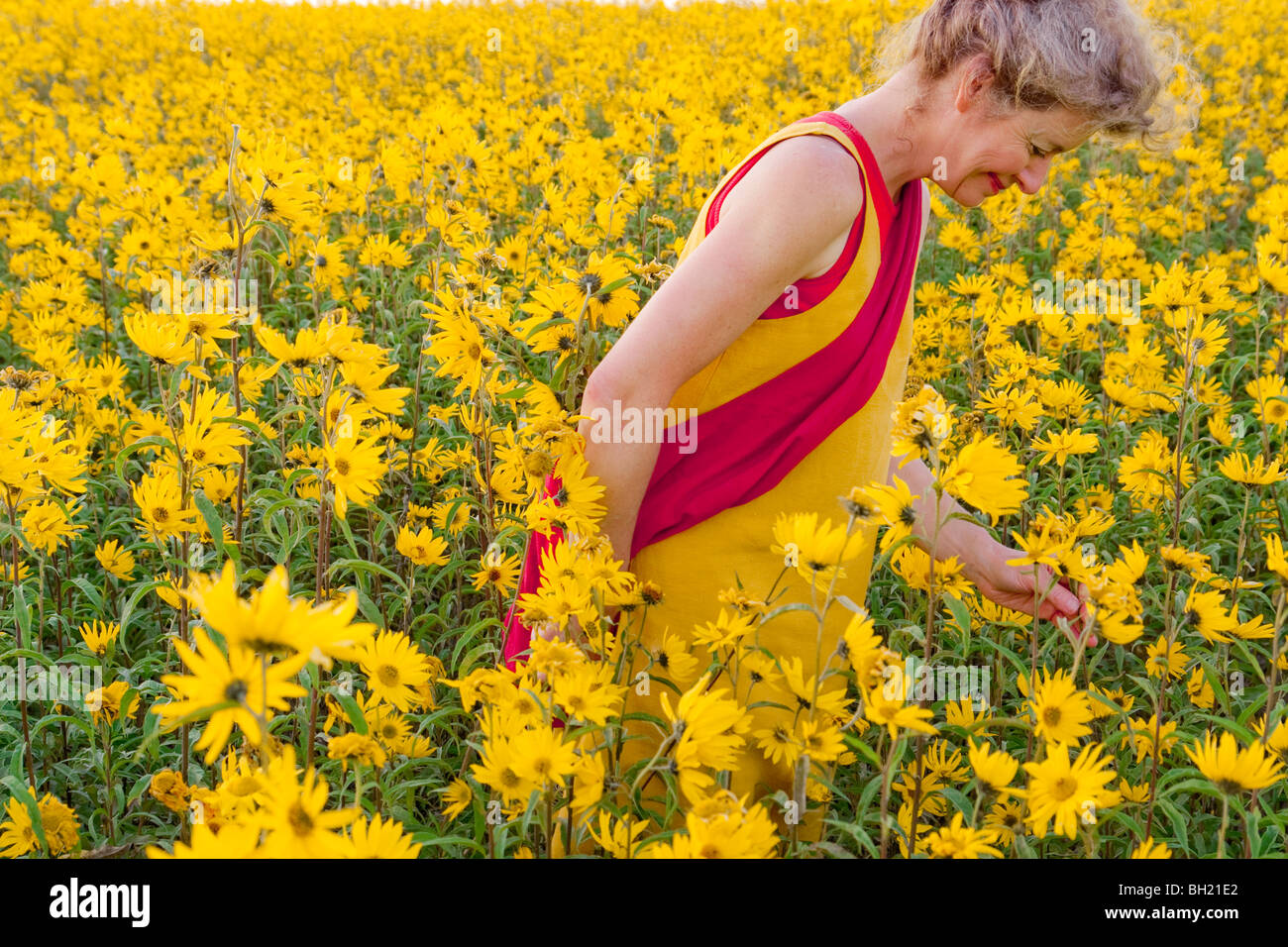 Donna che cammina in un campo di fiori gialli, Manitoba, Canada Foto Stock