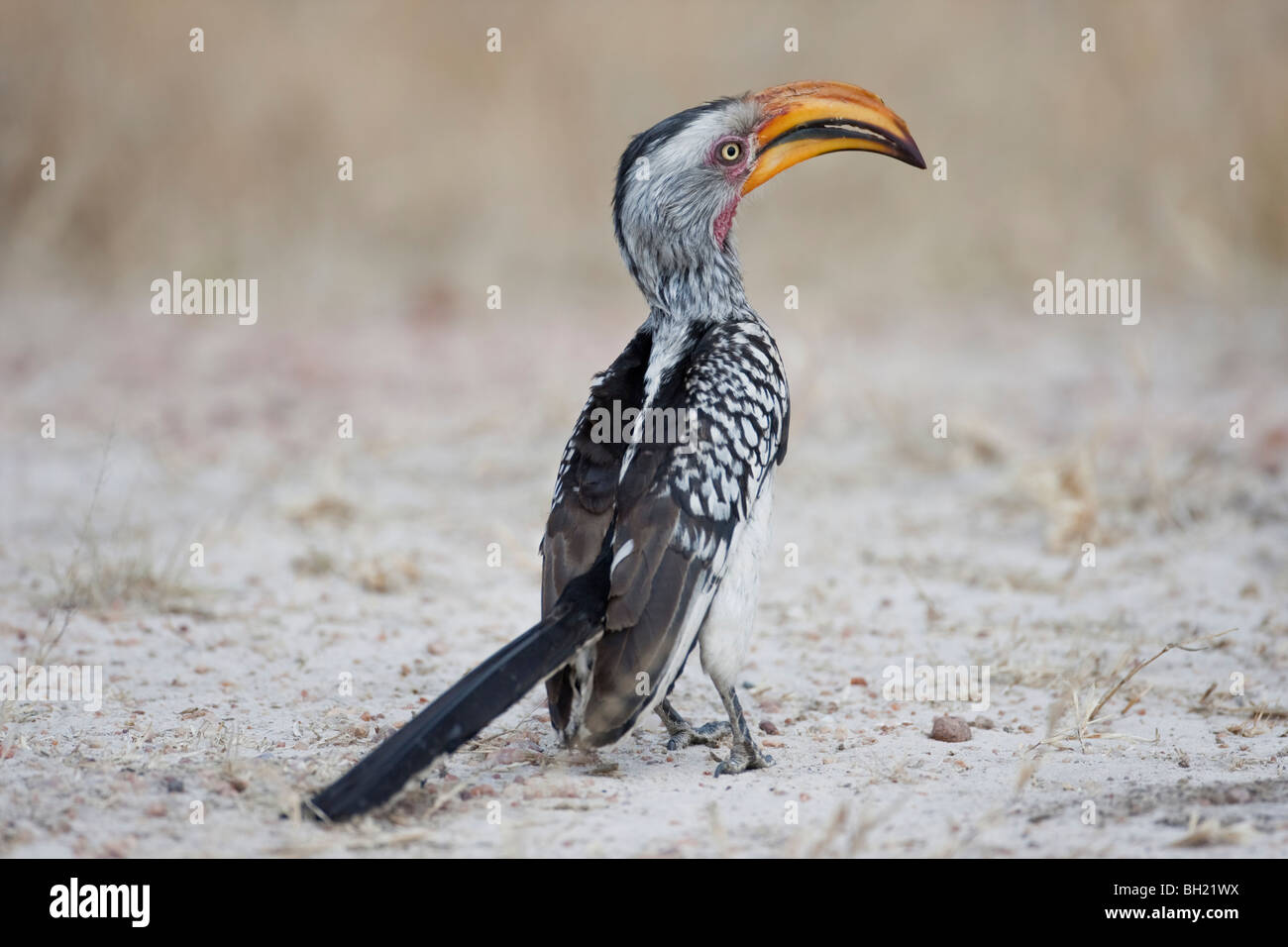 Ritratto di un giallo-fatturati hornbill in Sud Africa. La foto è stata scattata in Zimbabwe il Parco Nazionale di Hwange. Foto Stock