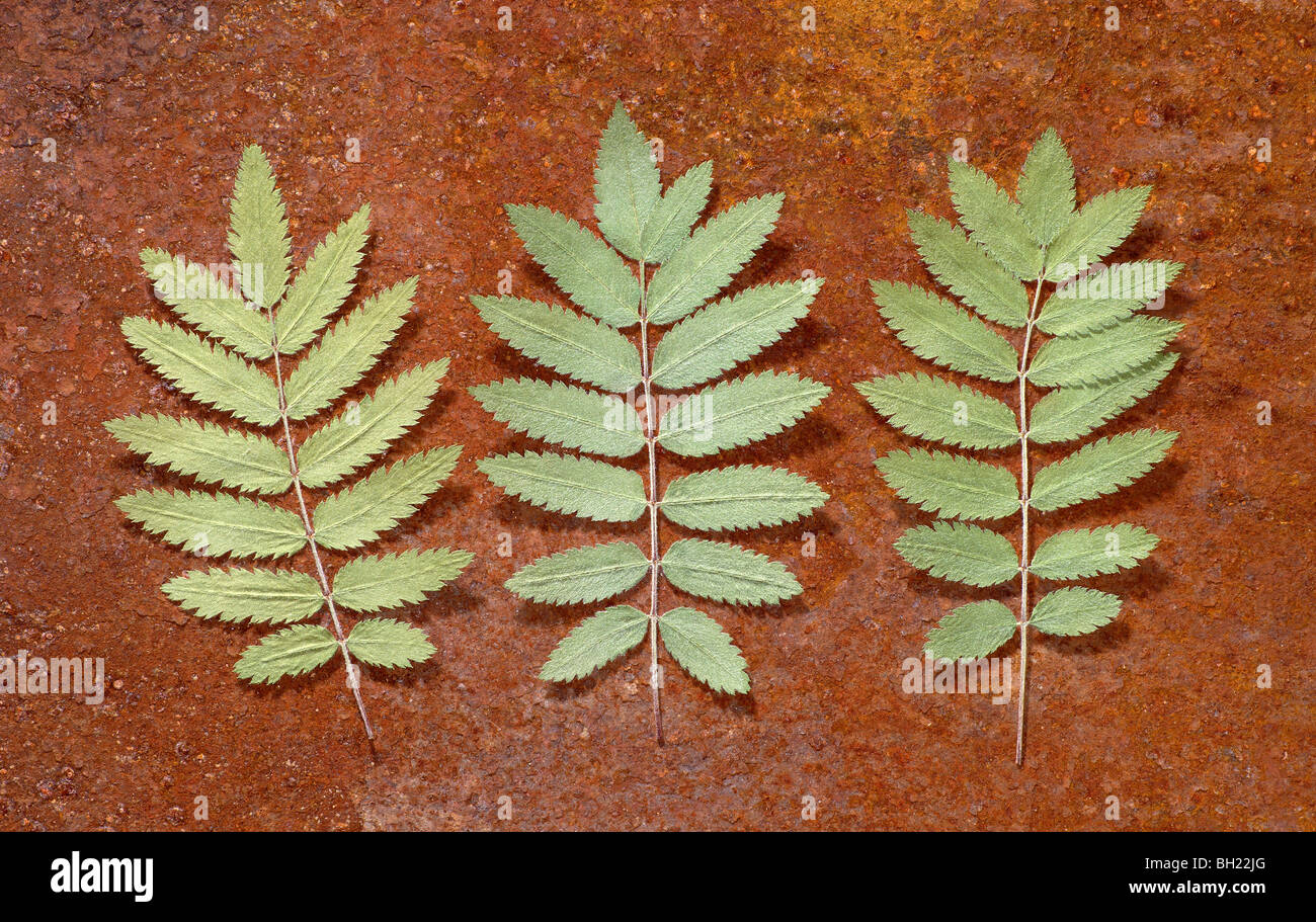 Tre rowanberry verde foglie su un arrugginito marrone lamiera di ferro Foto Stock