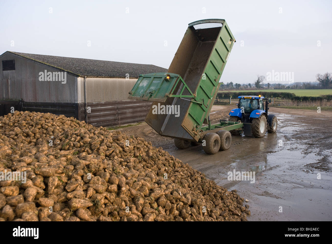 Il trattore e il rimorchio il ribaltamento della barbabietola da zucchero in un heap nel cortile di una fattoria. Foto Stock