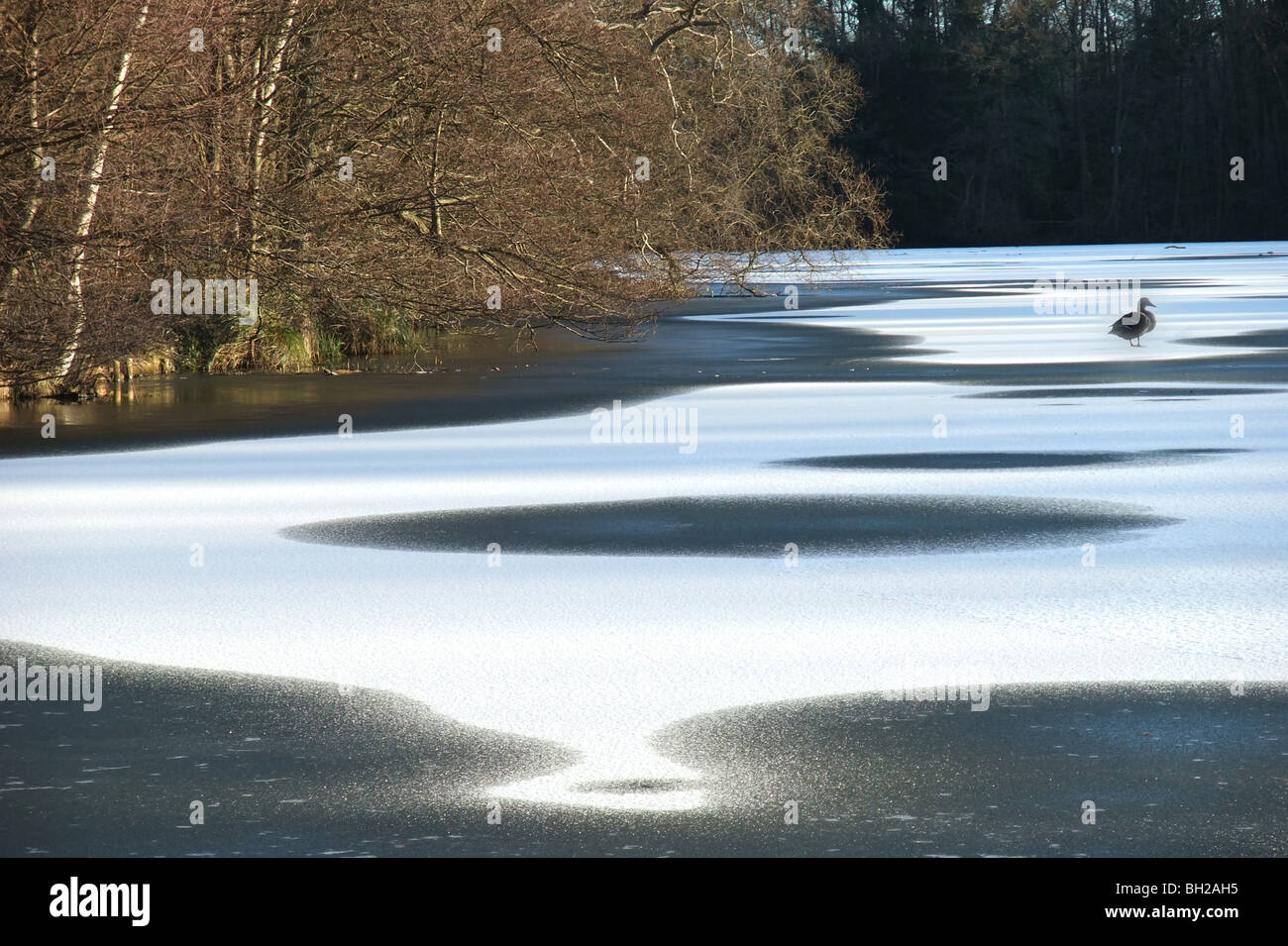 Warren Pond, North Downs, Surrey, Inghilterra, congelato in inverno Foto Stock