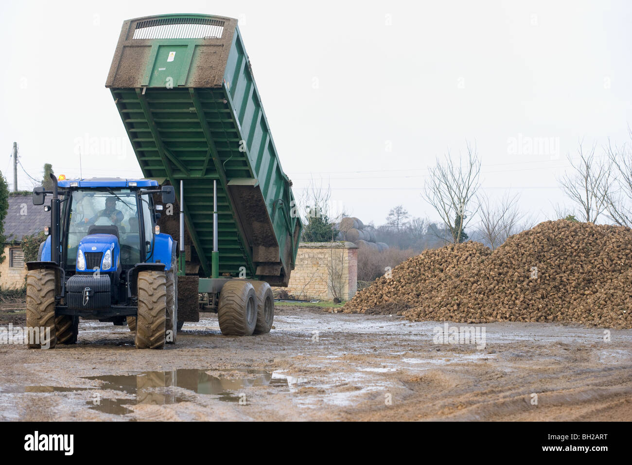Il trattore e il rimorchio il ribaltamento della barbabietola da zucchero in un heap nel cortile di una fattoria. Foto Stock