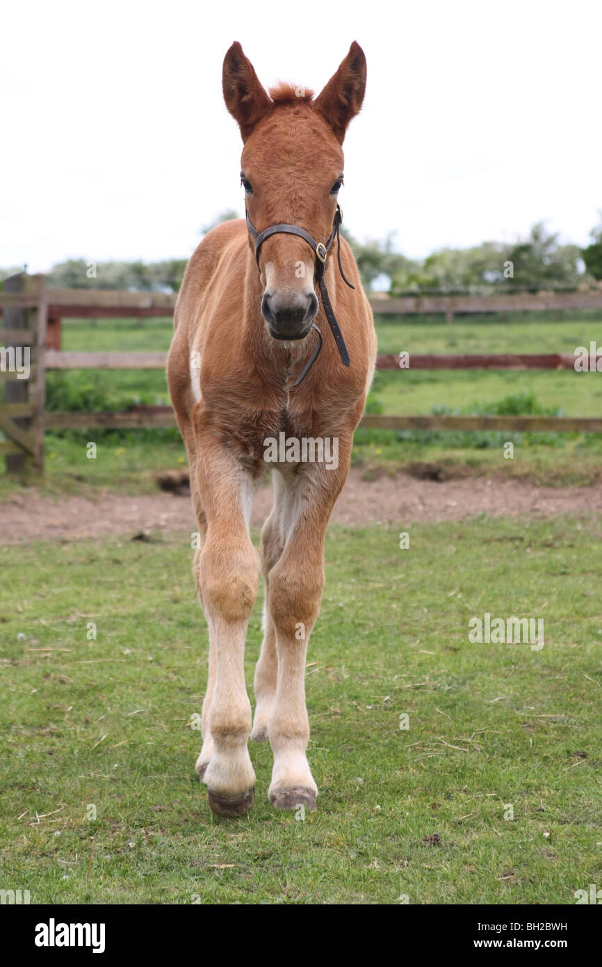 Suffolk Punch puledro Foto Stock