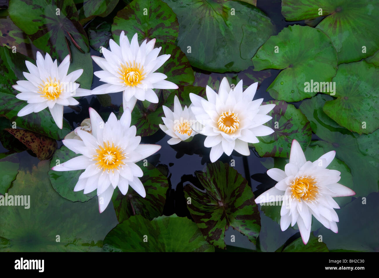 White ninfee tropicali. Hughes giardini d'acqua, Oregon Foto Stock