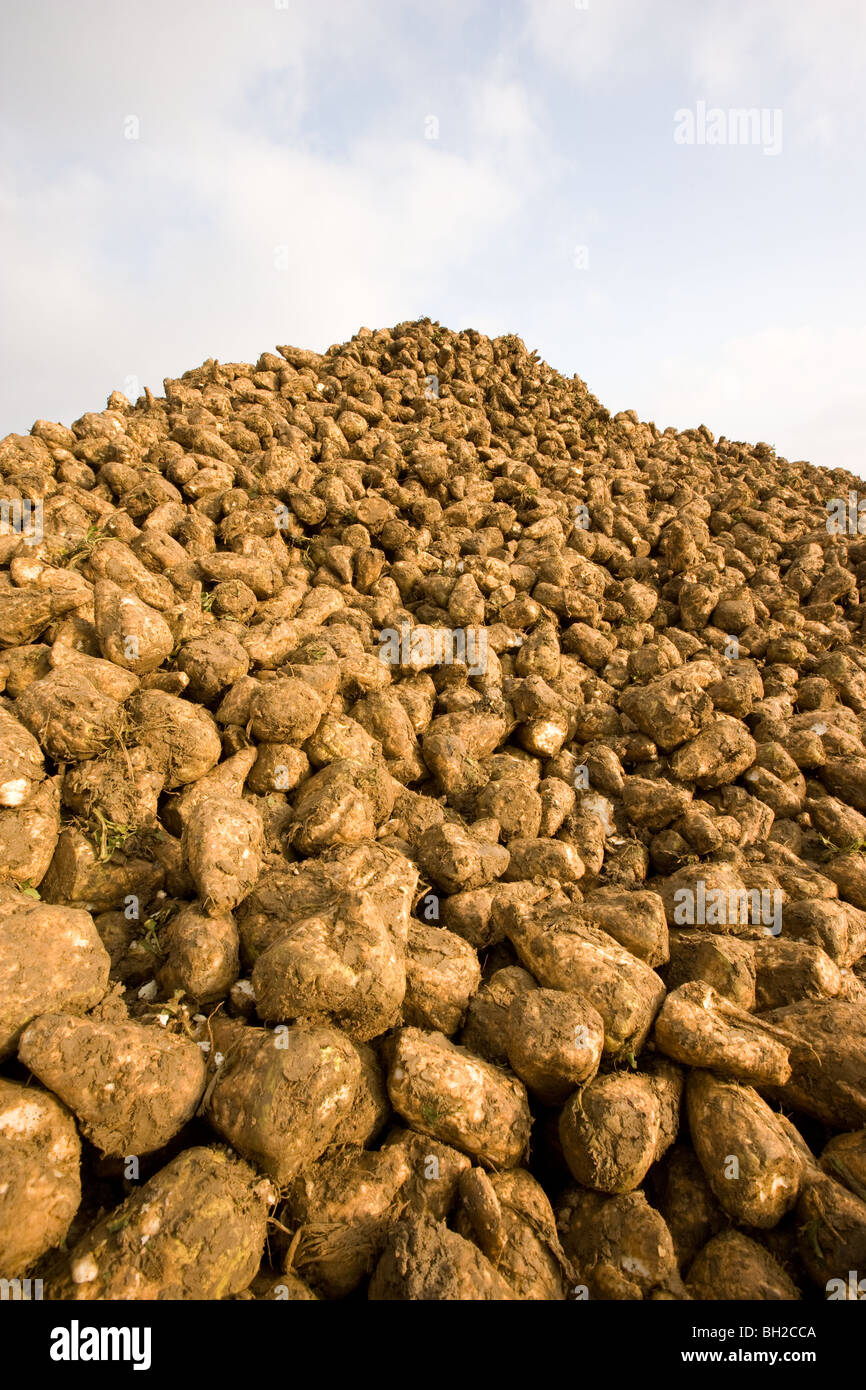 A barbabietola da zucchero mucchio nel cortile di una fattoria. Foto Stock