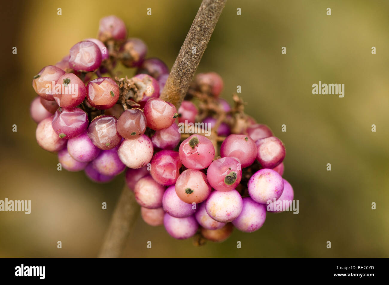 In prossimità di bacche di Callicarpa bodinieri var giraldii profusione in inverno dopo hard gelate, neve e danni di uccelli Foto Stock