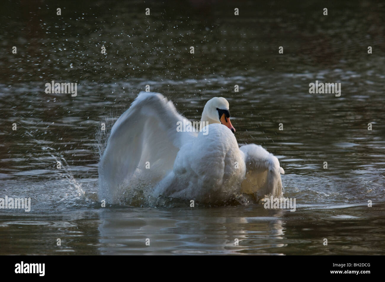 Cigno la balneazione Foto Stock