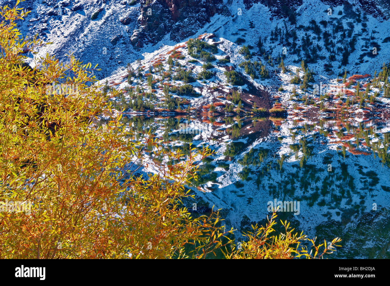 Ellery Lago con caduta salici colorate e di riflessione dopo la nevicata. Inyo National Forest, California Foto Stock