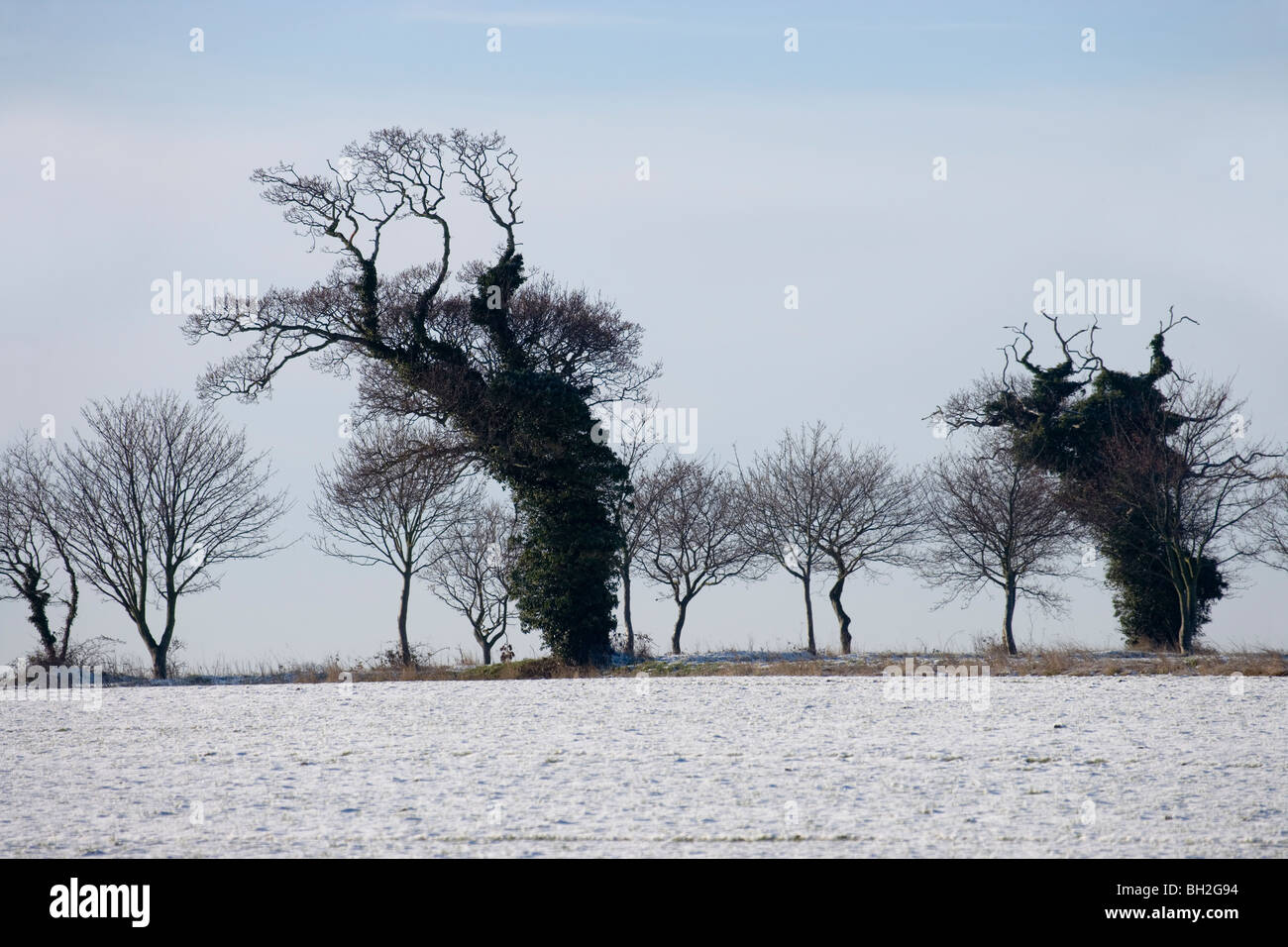 Alberi di quercia (Quercus robur), coperte di edera (Hedera helix). Sagome sul confine del campo, Norfolk. Inverno con questi ultimi la caduta di neve. Foto Stock