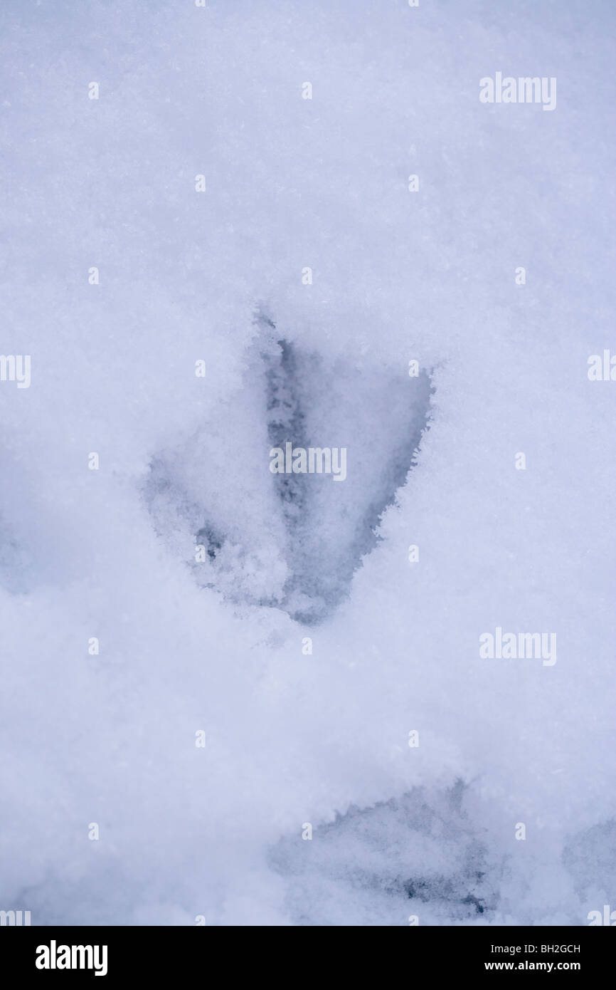 Rosa-footed Goose (Anser brachyrhynchus). Impronta in neve soffice. Foto Stock