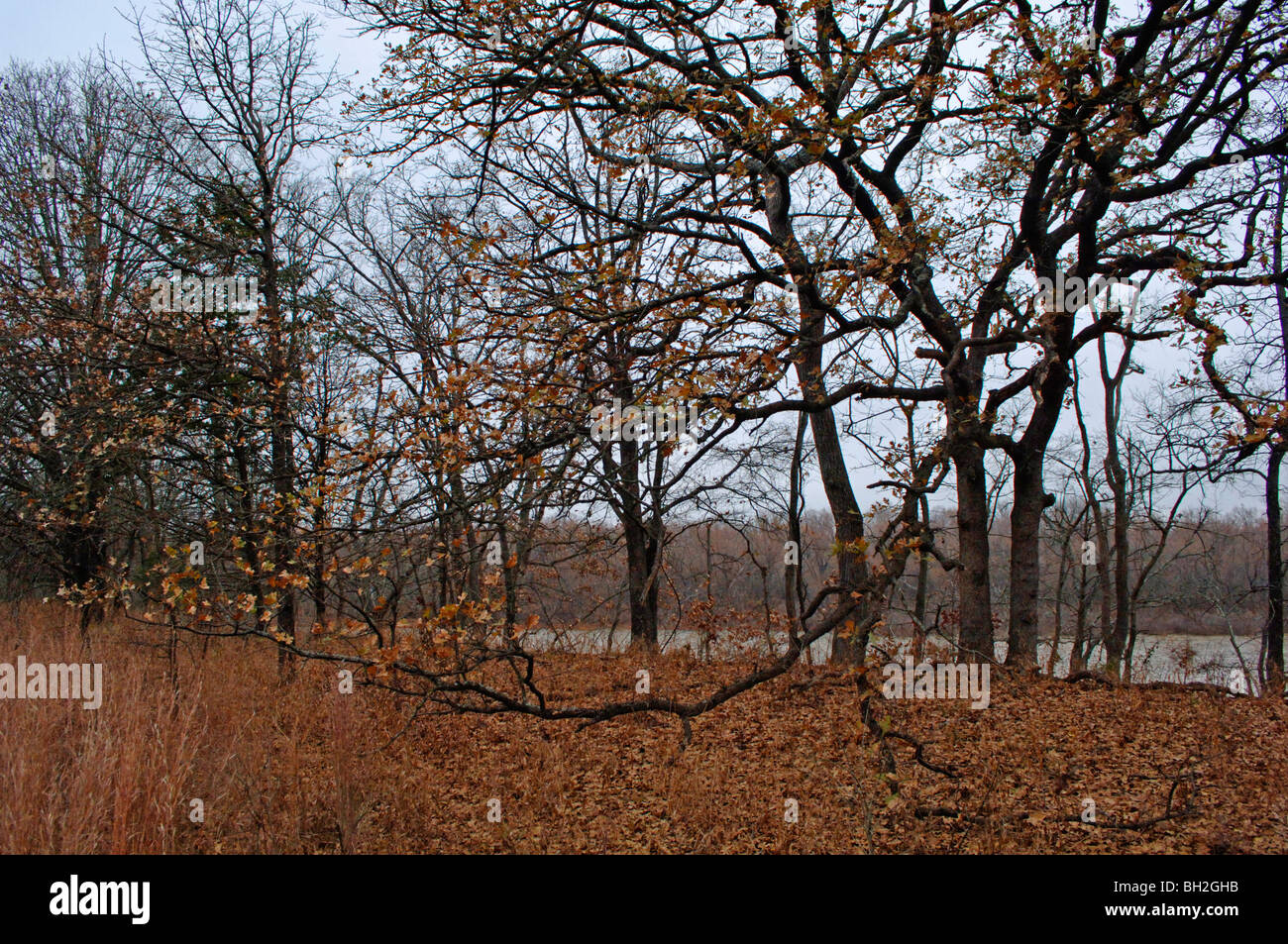 Dettaglio dei colpi di bellezza naturale, riflessioni e madre natura ha creazioni artistiche prese su un Wildlife Management Area di Okla. Foto Stock