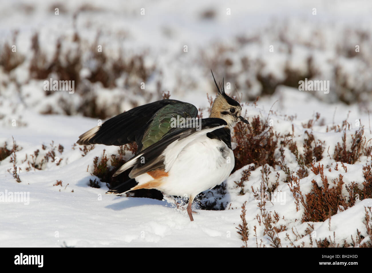 Pavoncella (Vanellus vanellus) piedi tra coperta di neve heather in inverno con le ali sollevate e sollevando la neve con le sue gambe Foto Stock
