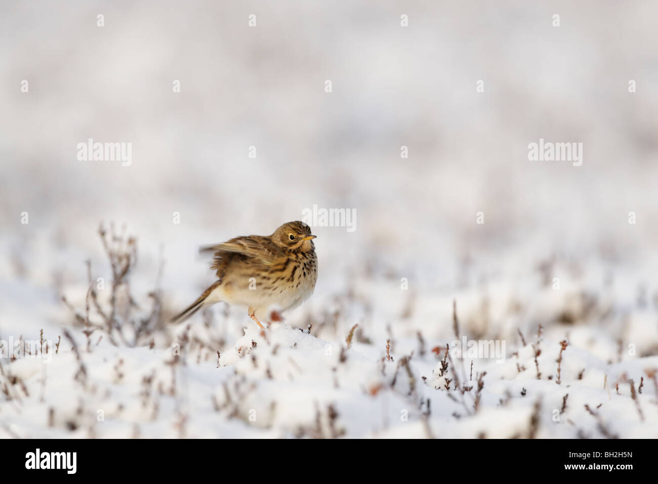 Meadow pipit (Anthus pratensis) permanente sulla neve in inverno sbattimenti agitando le sue ali Foto Stock