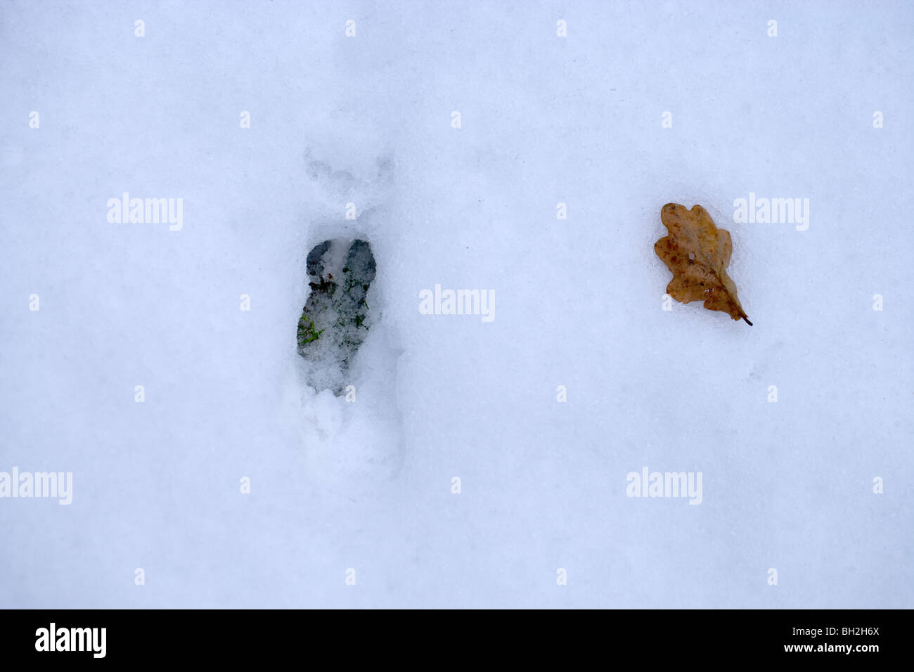 Muntjac Deer (Muntiacus reevesi). Ingombro con la neve. Foto Stock