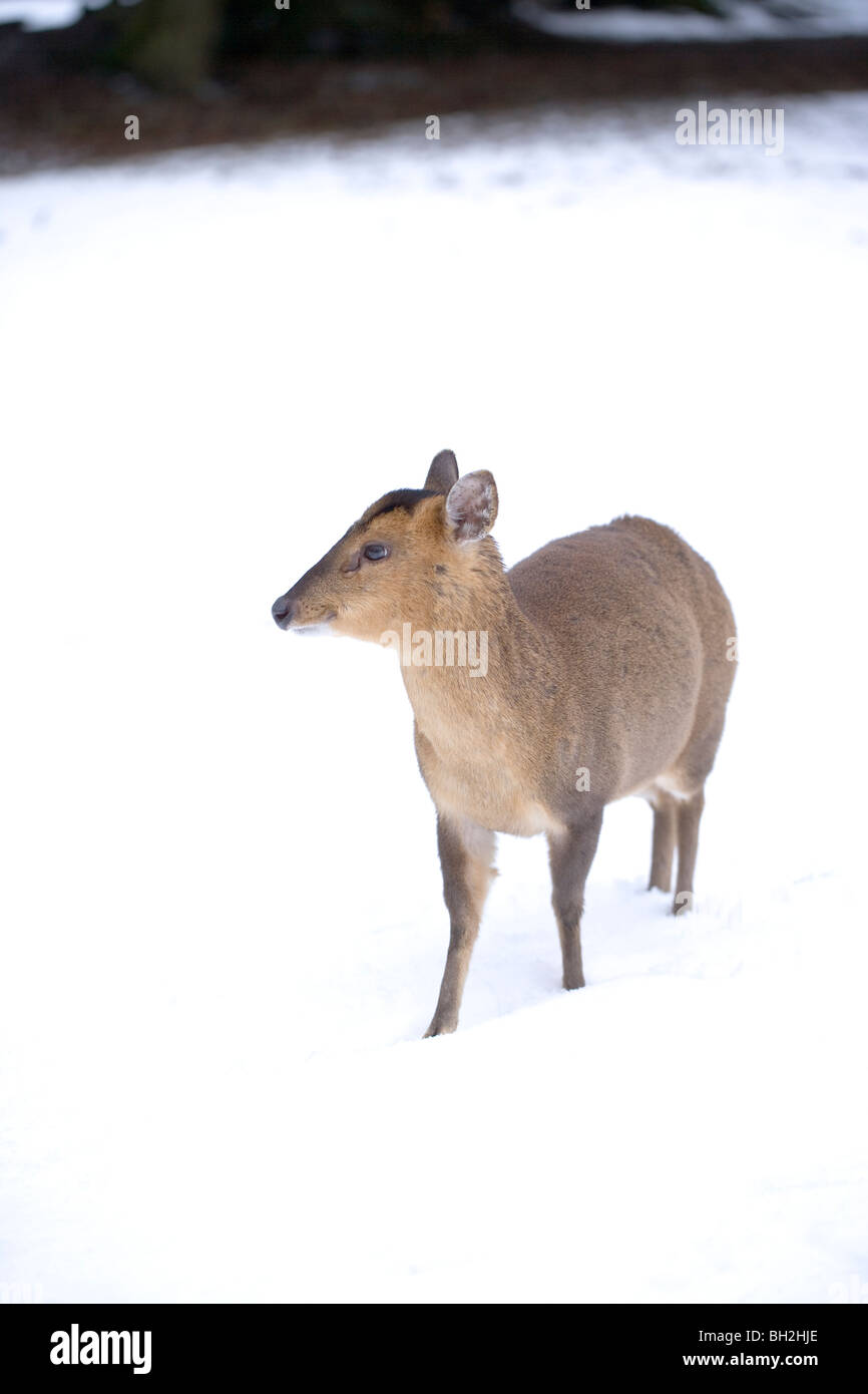 Muntjac Deer (Muntiacus reevesi). Feale alla ricerca di cibo dopo una caduta di neve. L'inverno. Gennaio, Norfolk. Foto Stock