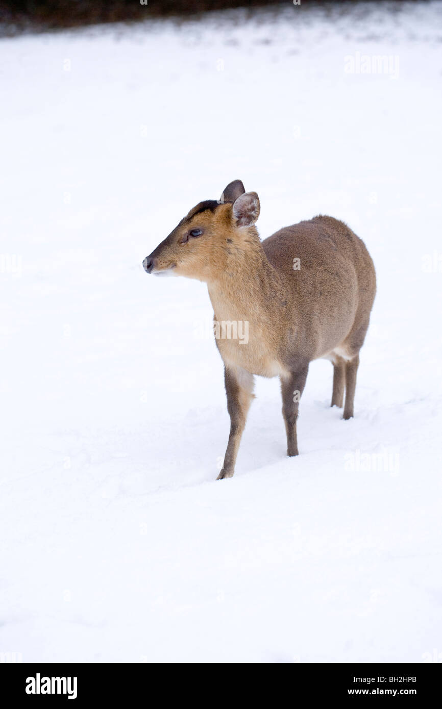 Muntjac Deer (Muntiacus reevesi). Femmina in aperta dopo una pesante caduta di neve. Inverno, Norfolk. Gennaio. Foto Stock