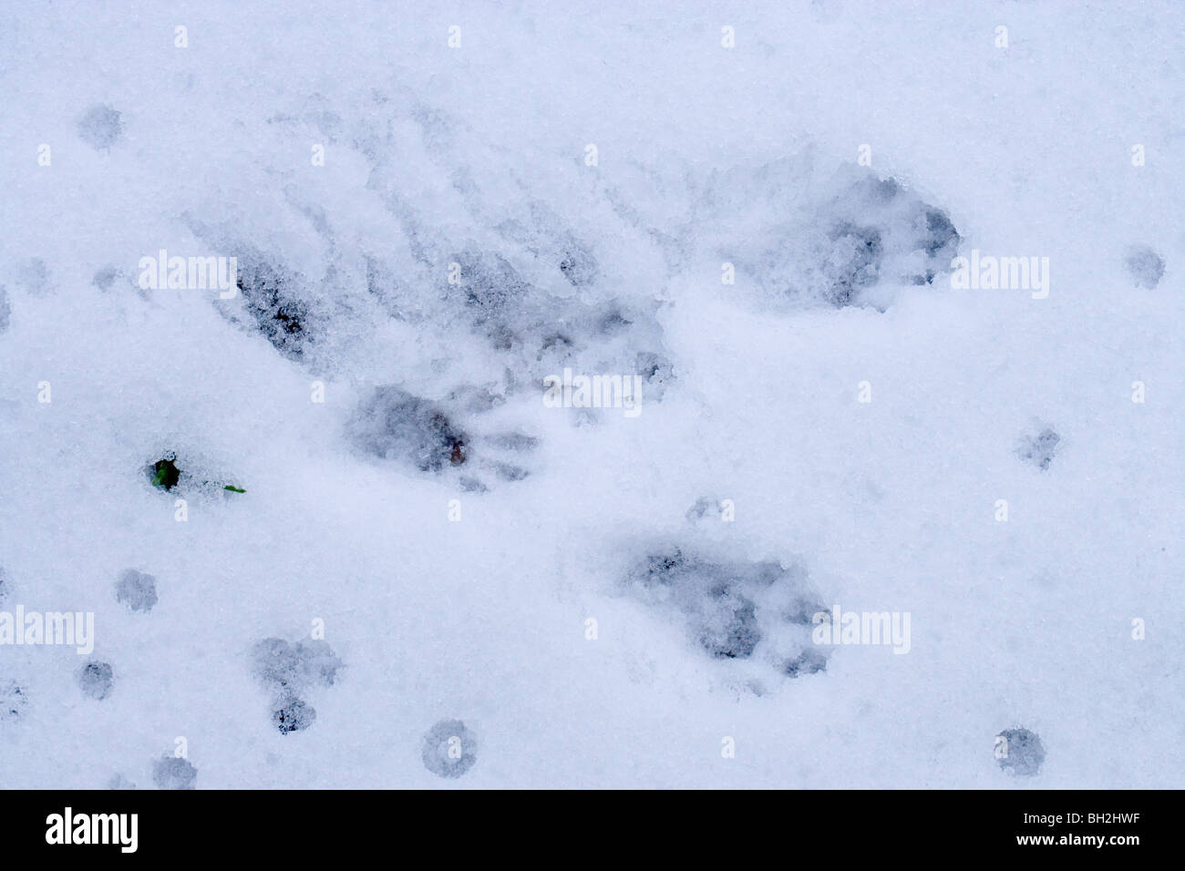 Scoiattolo grigio (Sciurus carolensis). Piede e la coda delle stampe effettuate nella neve soffice da un atterraggio scoiattolo saltare giù da un albero. Foto Stock