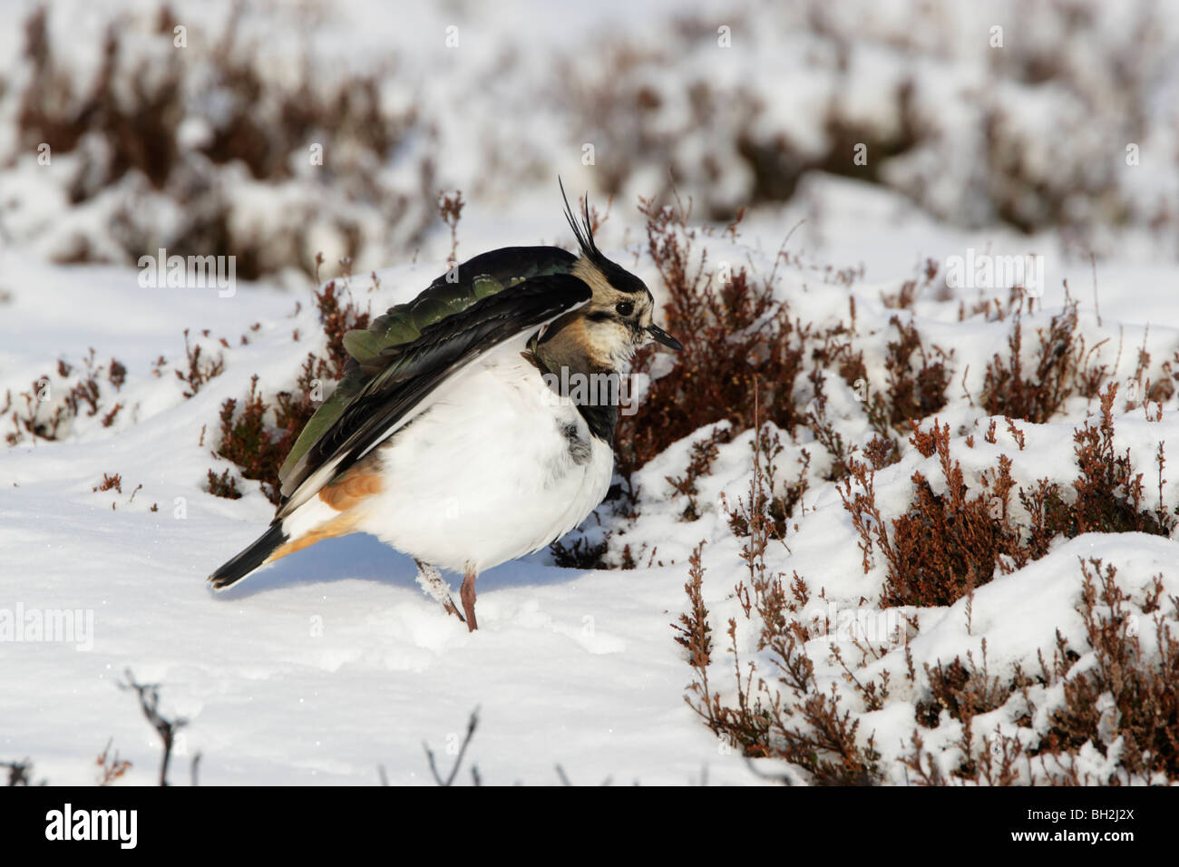 Pavoncella (Vanellus vanellus) piedi tra coperta di neve heather in inverno con ali sollevato Foto Stock
