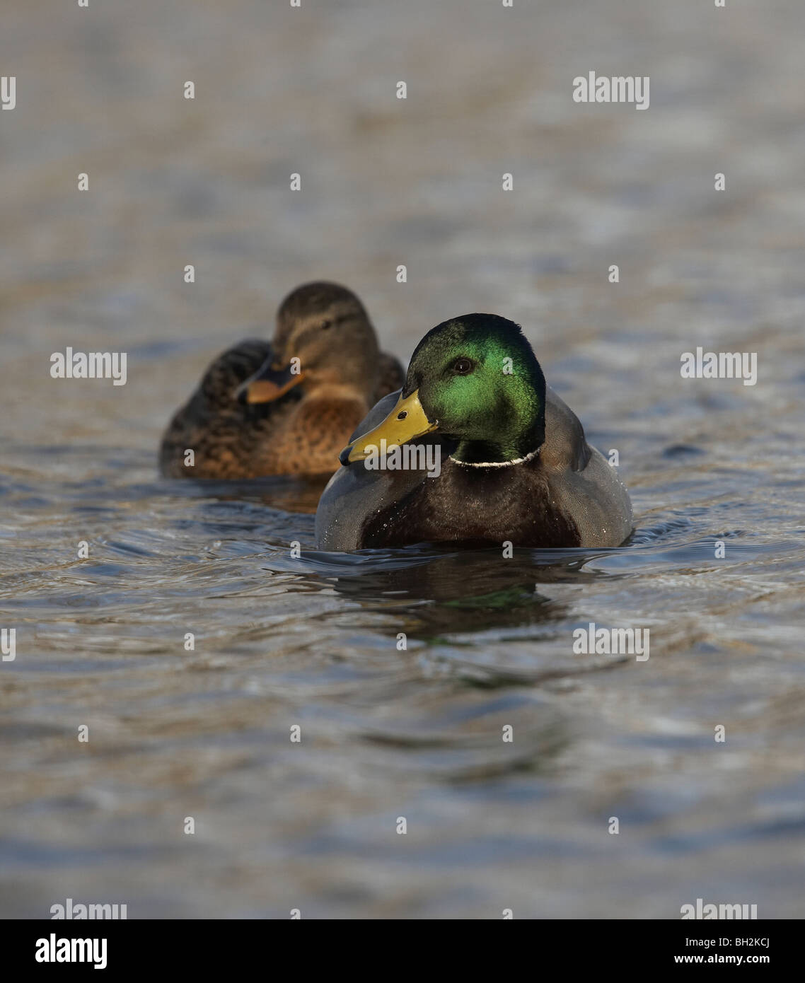 Il Germano Reale, Anas platyrhynchos coppia giovane su stagno Foto Stock