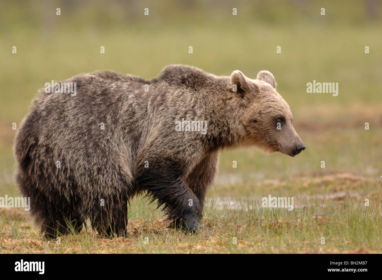 Unione Orso Bruno Ursos arctos fotografato in Finlandia Foto Stock