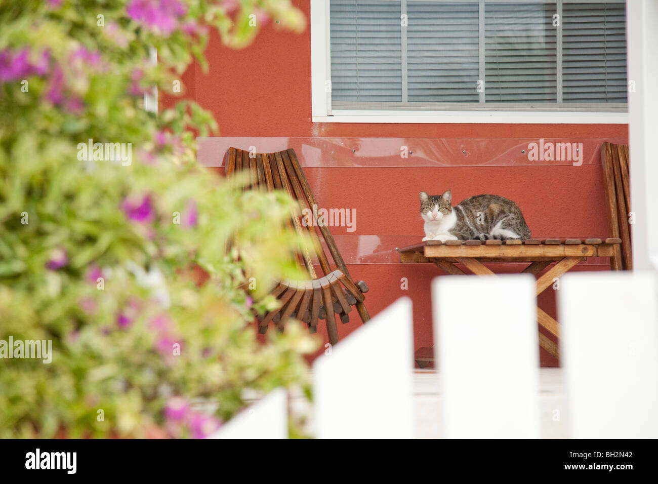 Caye Caulker, Northern Cayes, il Belize. Foto Stock