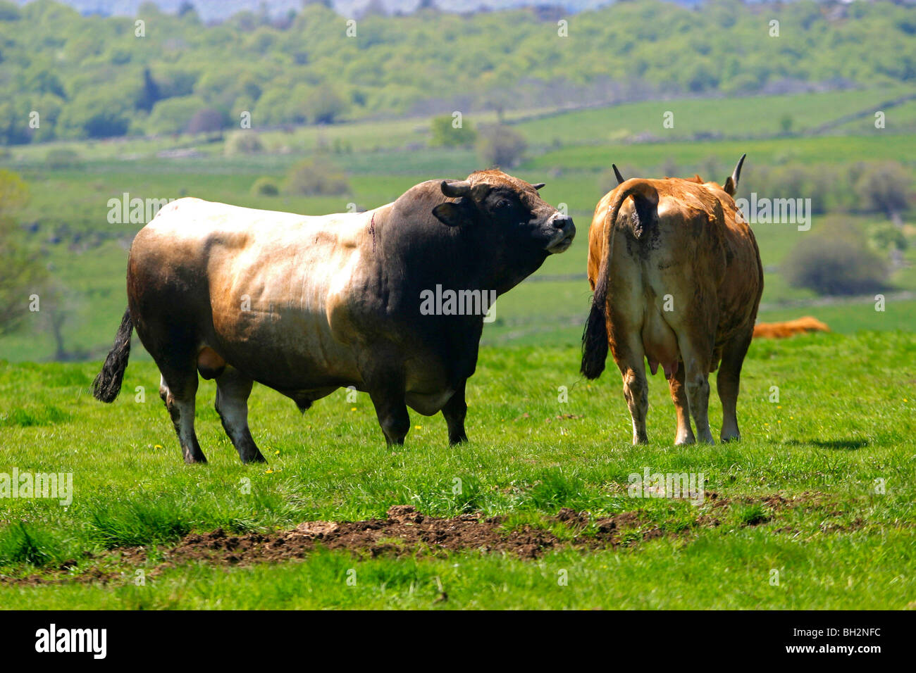 Accoppiamento di un AUBRAC vacca e BULL, la transumanza, alpeggi estivi, Aveyron (12), MIDI-PYRENEES, Francia Foto Stock