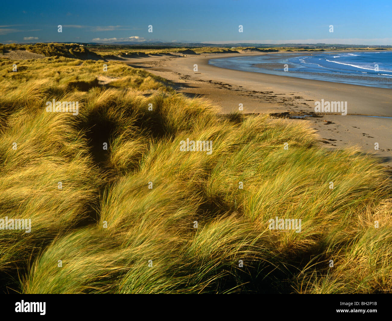 Una vista di dune di sabbia e spiaggia lungo Druridge Bay in Northumberland Foto Stock