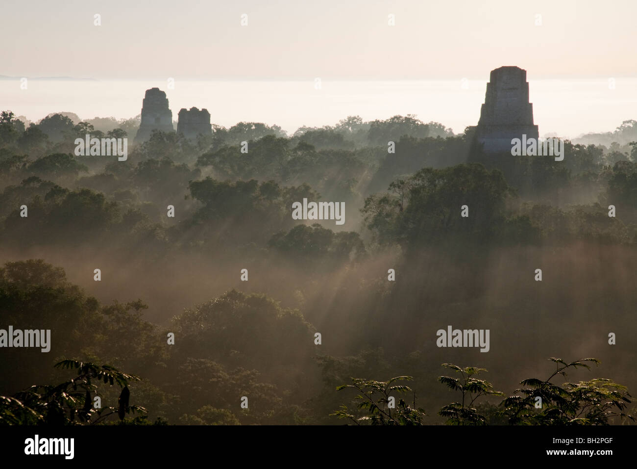 Sunrise e early morning mist a Tikal sito archeologico. Foto Stock