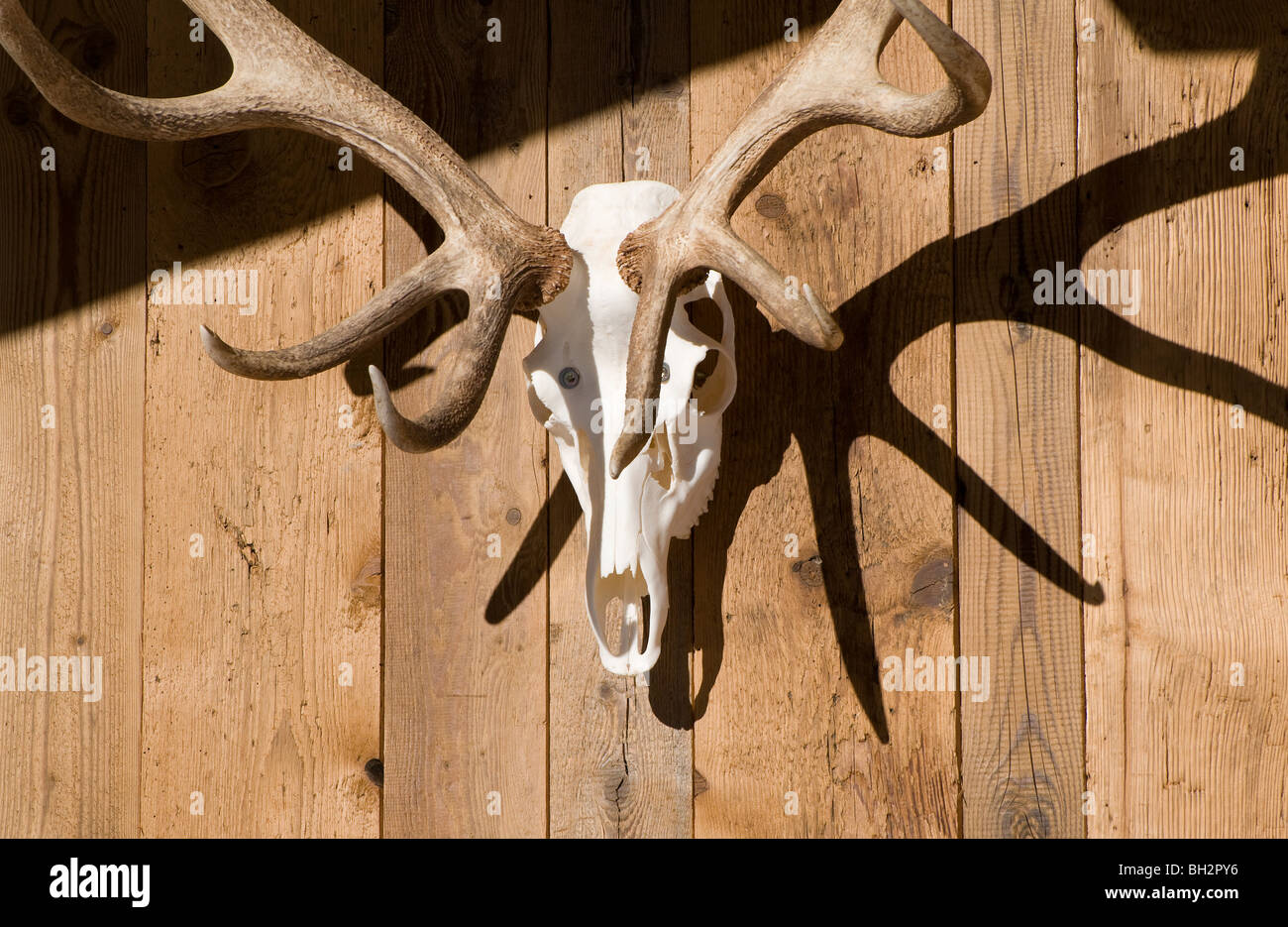 Red Deer stag cranio e palchi, Austria Foto Stock