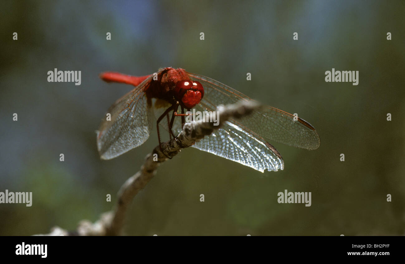 Ampia scarlet dragonfly, Crocothemis erythraea in appoggio sul pesce persico Camargue, Francia Foto Stock