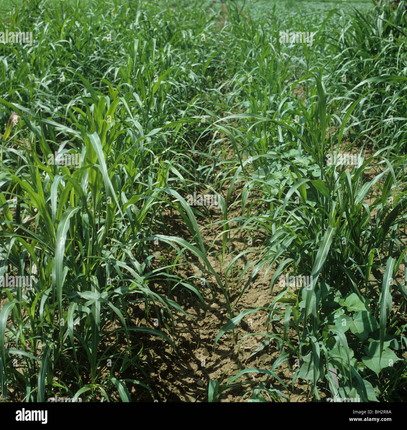 Johnson ricopre d'erba (halepense di Sorgo) erbe infestanti in un giovane il raccolto di cotone Foto Stock