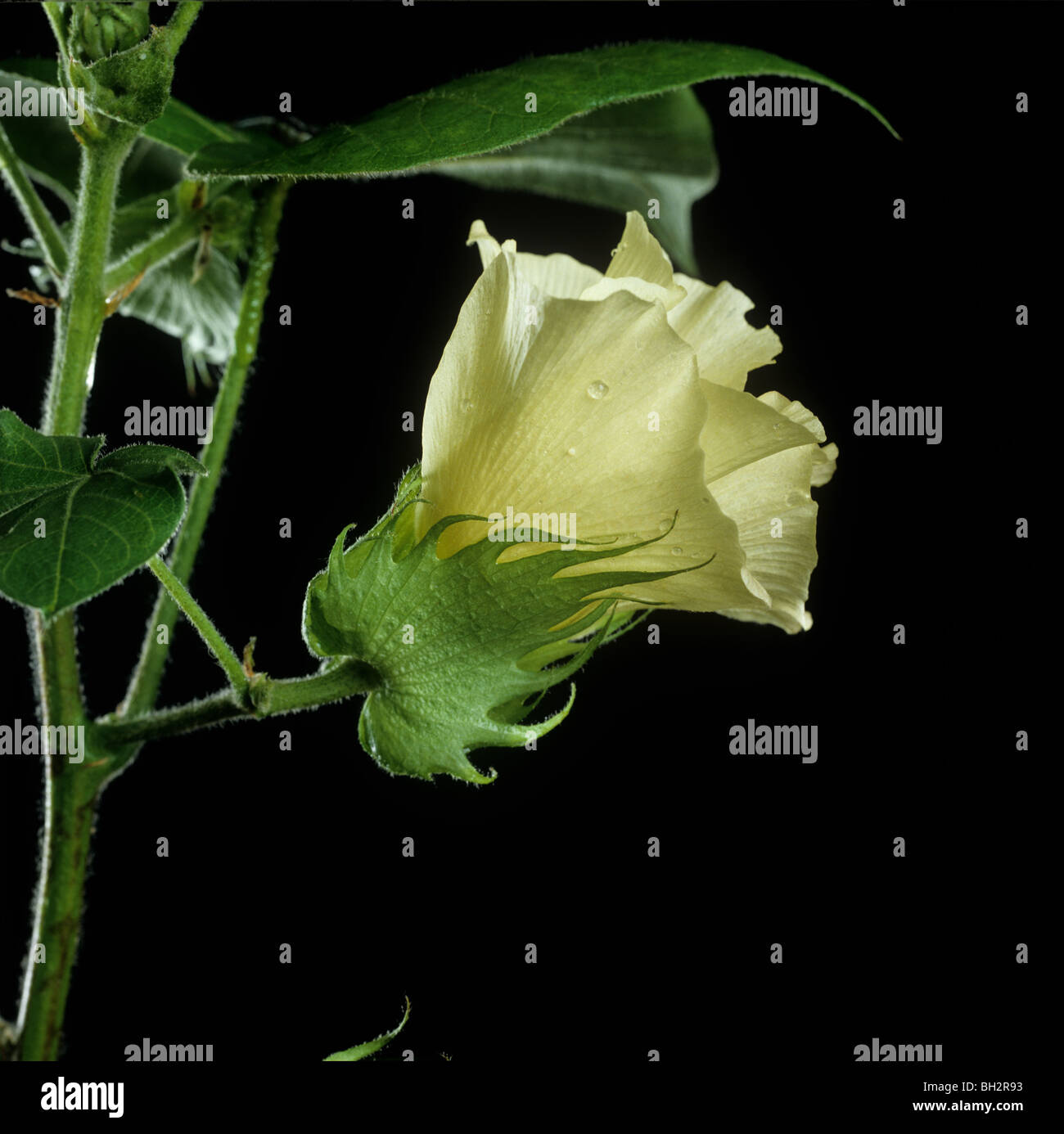 Un fiore di cotone contro uno sfondo nero Foto Stock