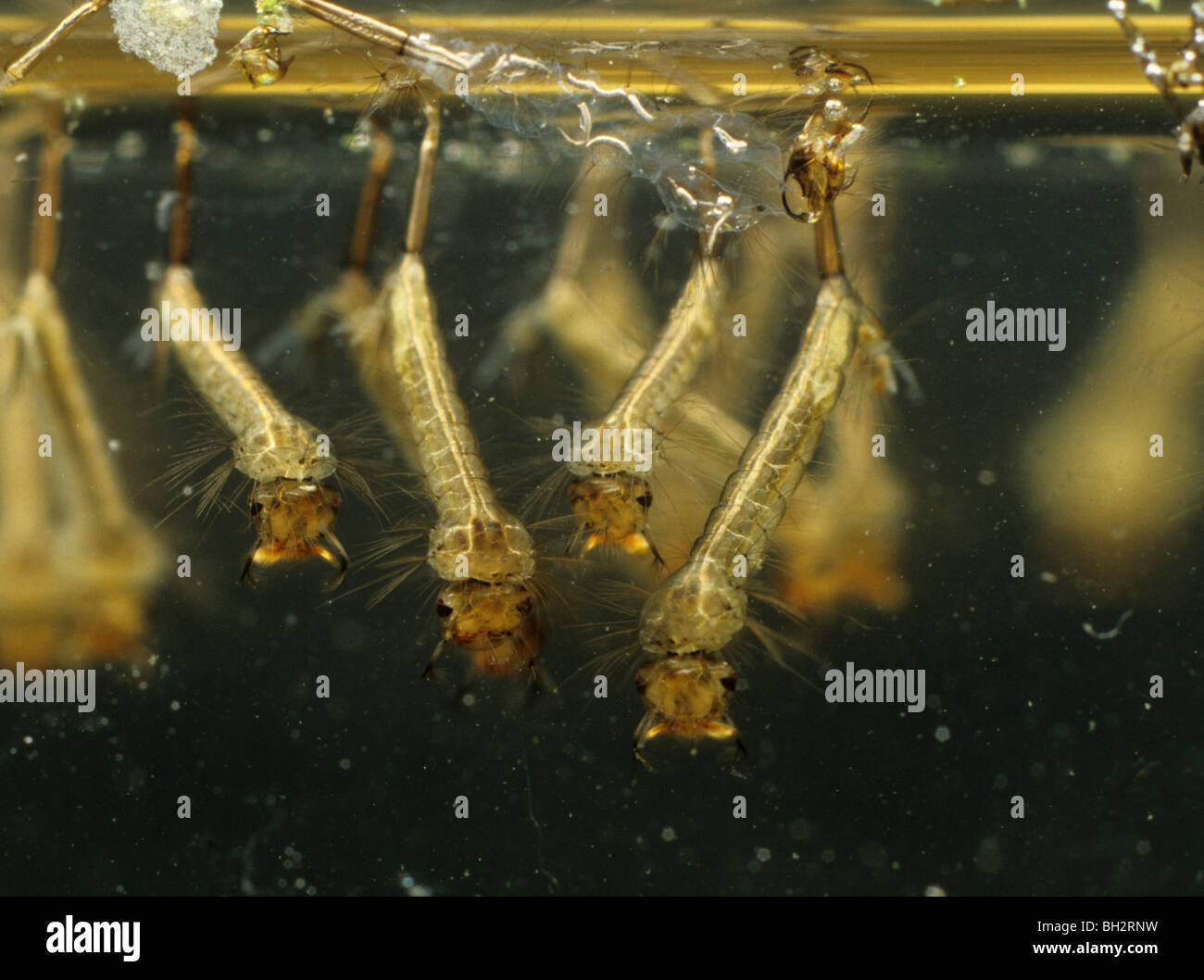 Le larve della zanzara sulla superficie dell'acqua Foto Stock