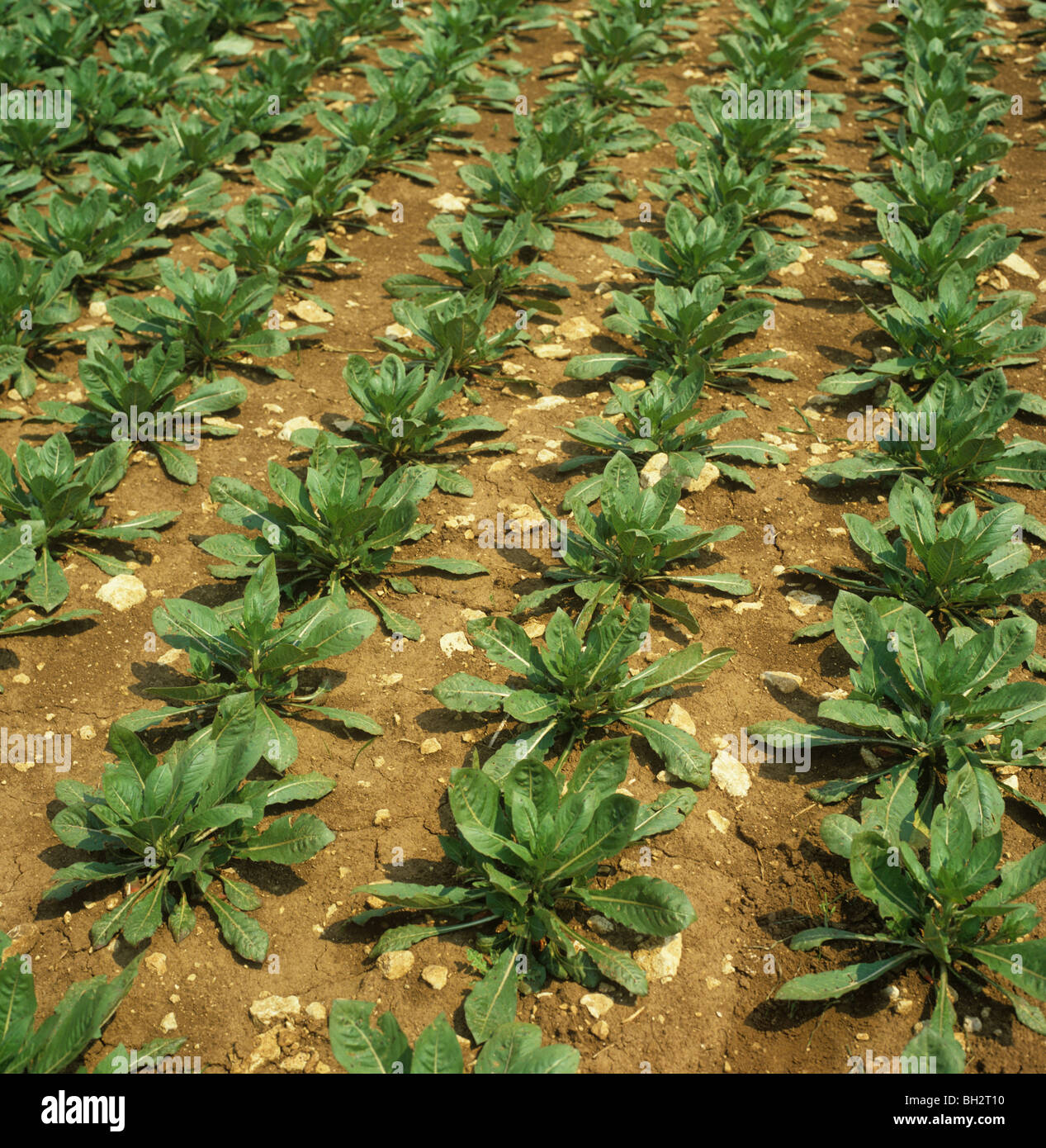 Giovani del raccolto di Evening Primerose (oenothera sp.) piante un health food olio vegetale fonte Foto Stock