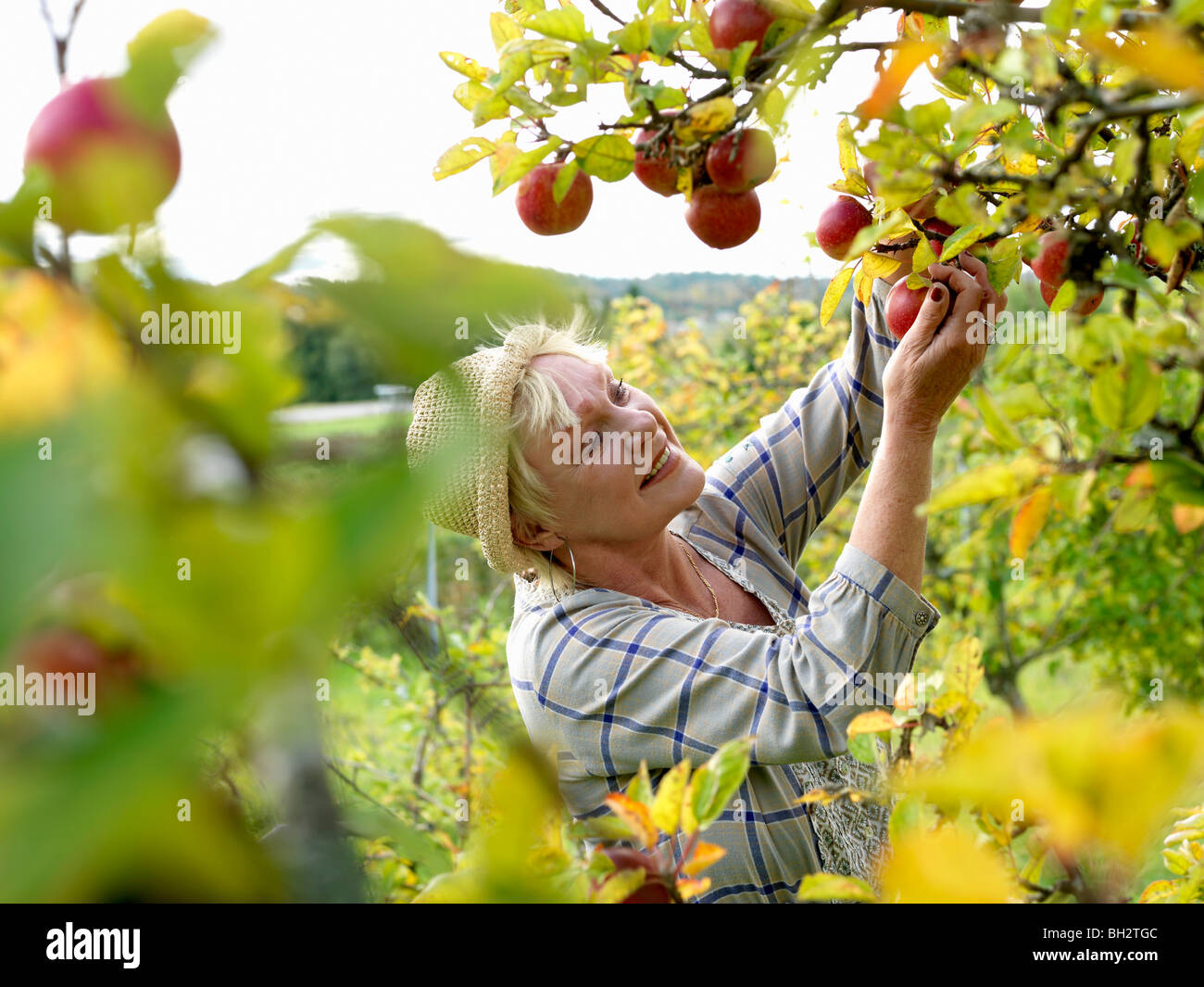 Donna matura la raccolta di mele Foto Stock