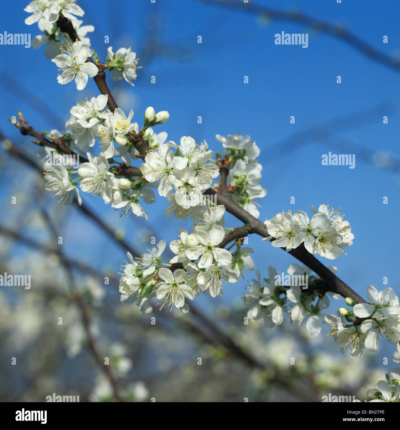 Prugna fiore contro un ritardo blu cielo invernale, Oxfordshire Foto Stock