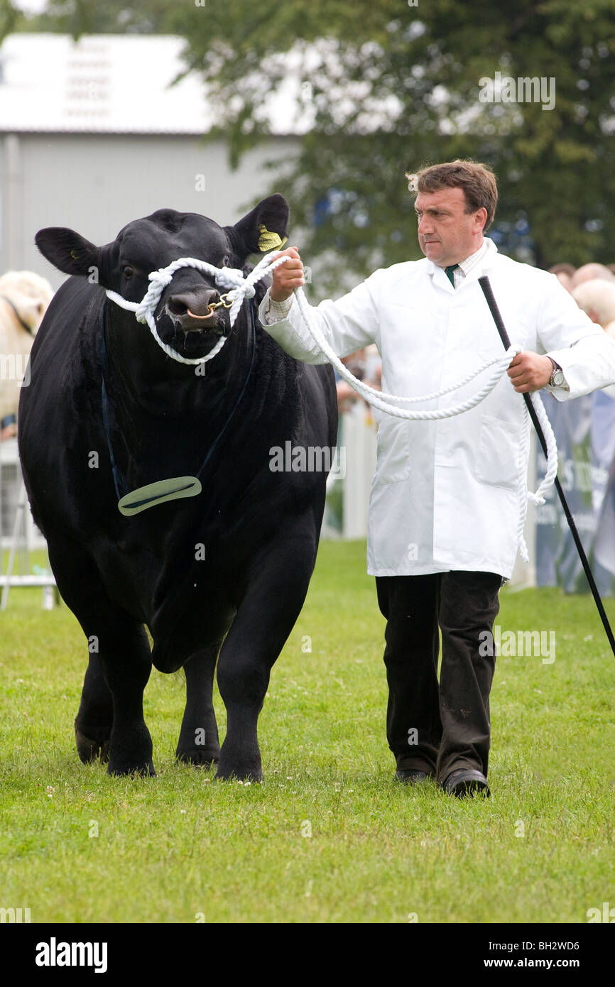 Stockman mostrante un Aberdeen Angus Bull presso il Royal Highland Show 2009 Foto Stock