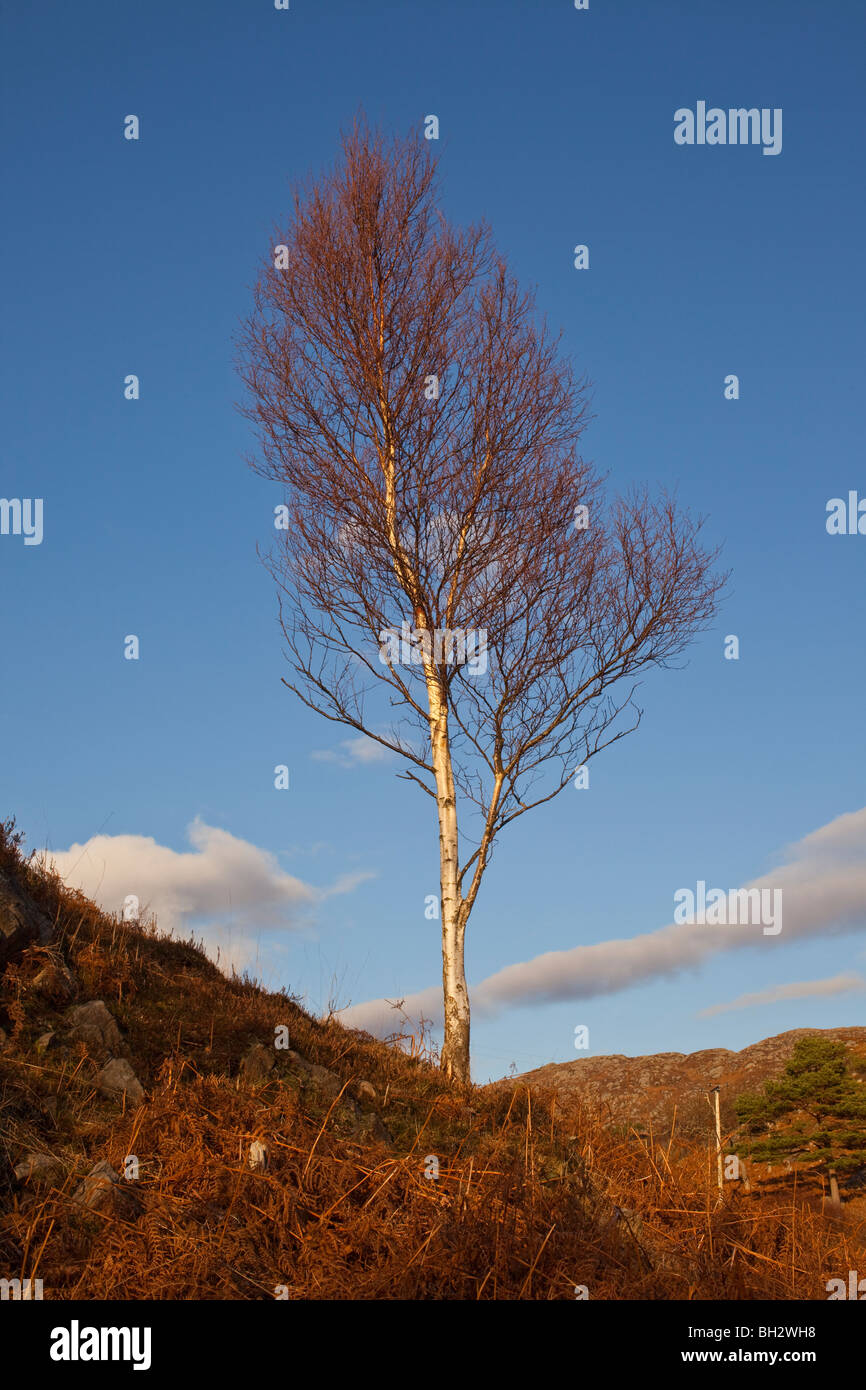 Paesaggio scozzese Foto Stock